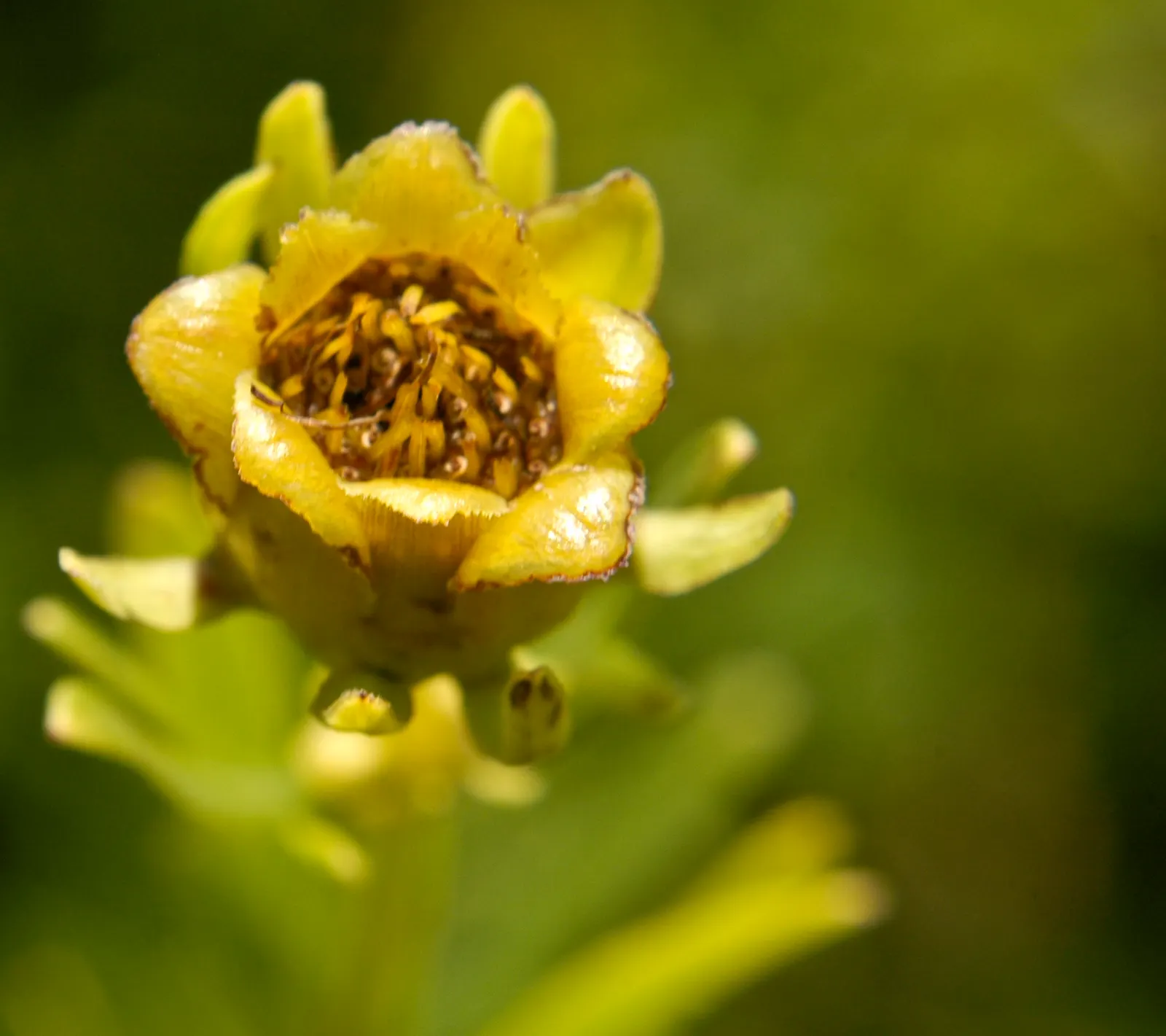 Prairie Coreopsis (Coreopsis Palmata) — This drought-tolerant species is native to the prairies and savannas of North America