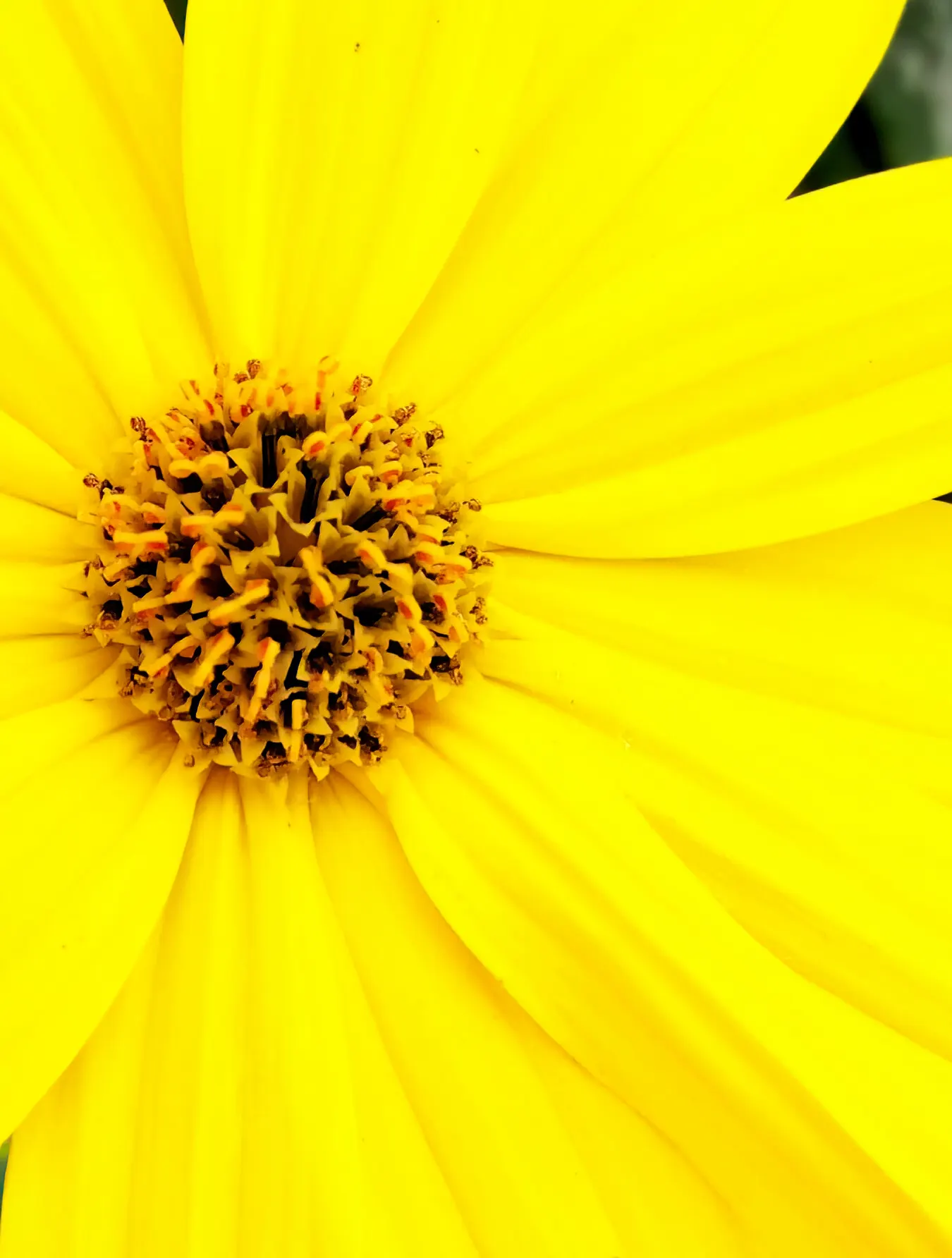 Prairie Coreopsis (Coreopsis Palmata) — With a clumping habit and deeply lobed leaves