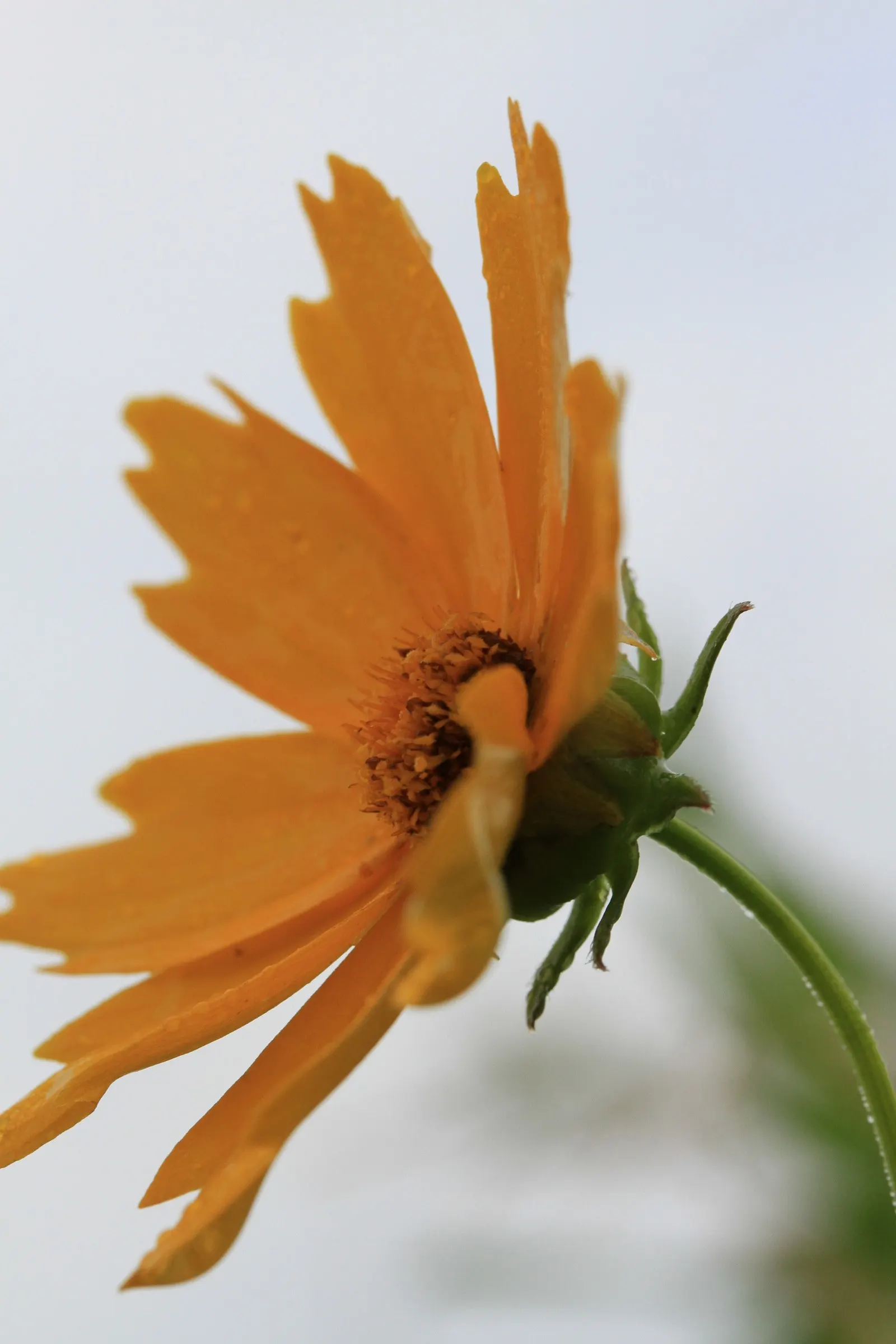 Prairie Coreopsis (Coreopsis Palmata) — Its bright yellow flowers, 1-2 inches across, bloom from June to August