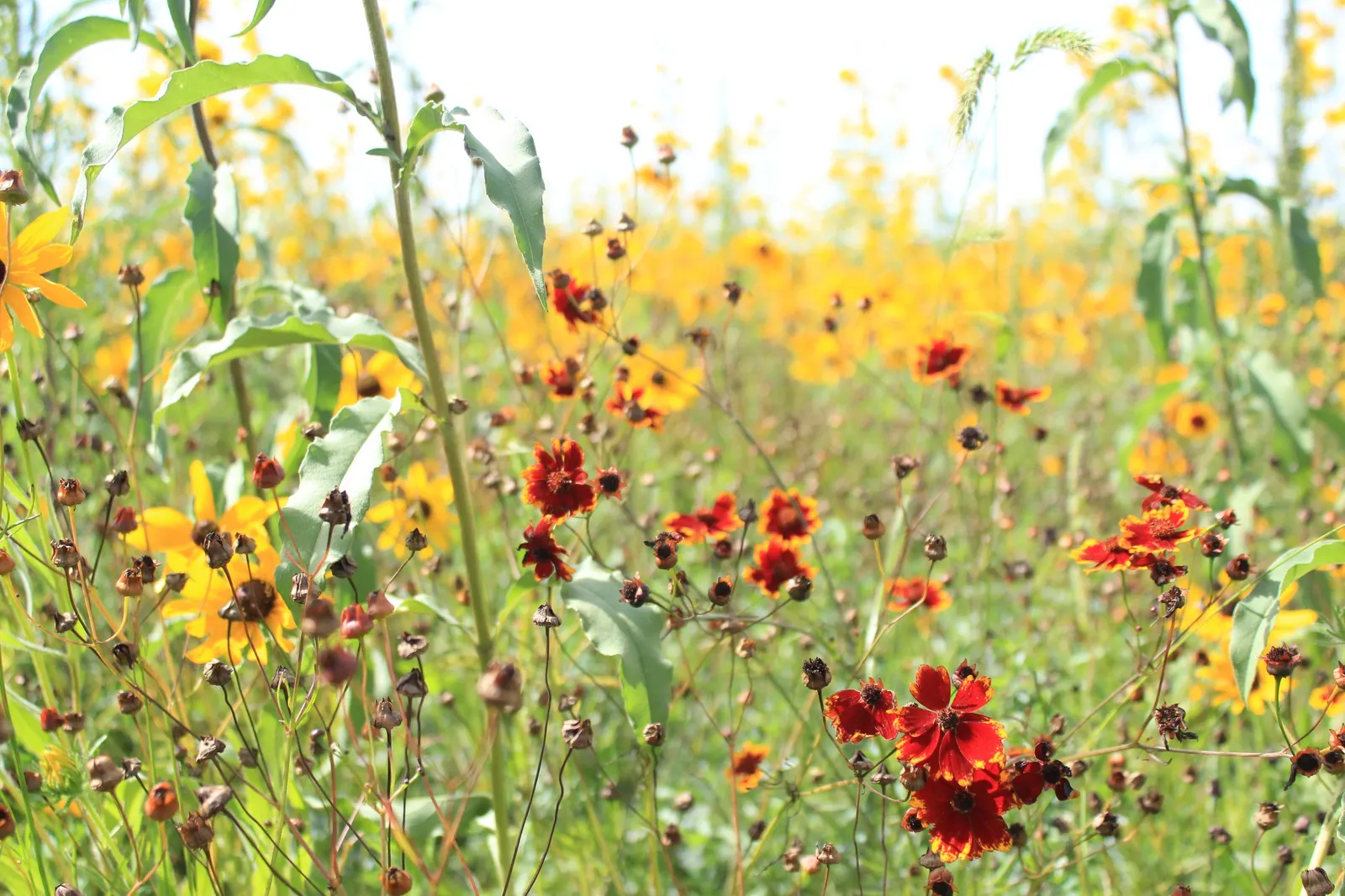 Prairie Coreopsis (Coreopsis Palmata) — Prairie Coreopsis (Coreopsis palmata) thrives in sun-soaked prairies, reaching 1.5-2 feet in height