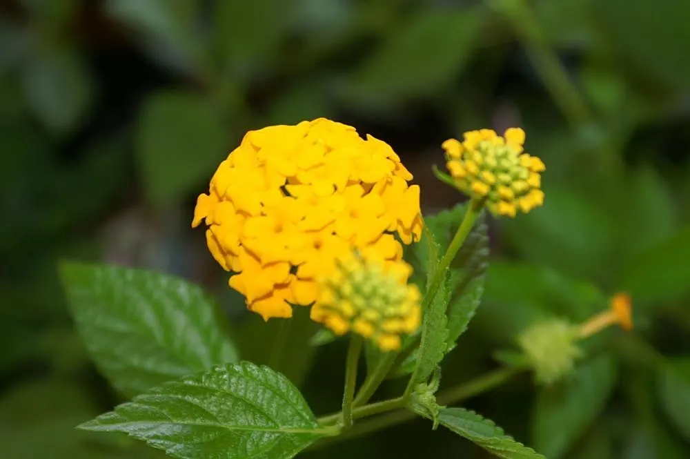 Radiation Orange Lantana (Lantana 'Radiation') — a vibrant perennial with clusters of fiery orange flowers