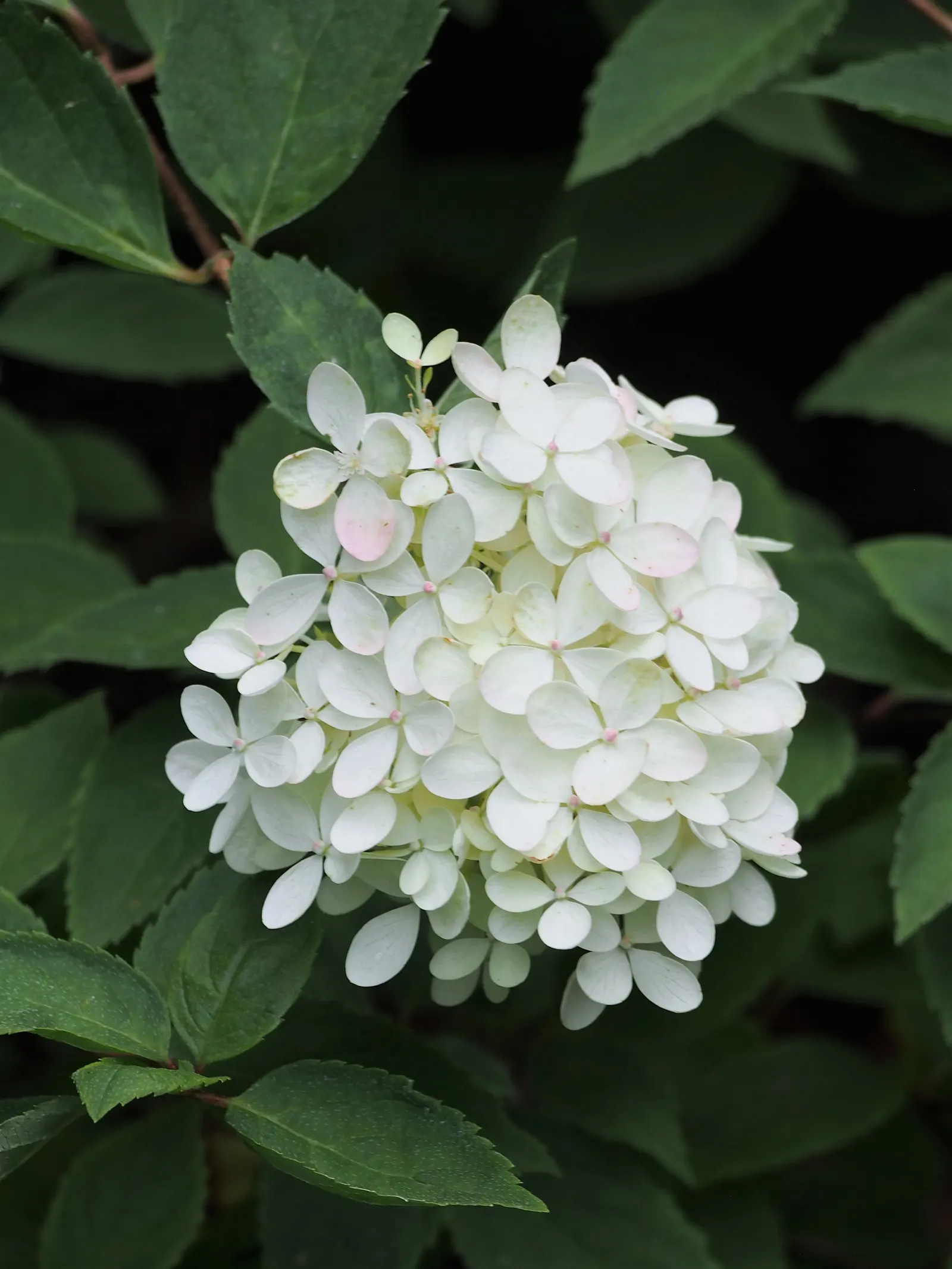Bombshell Panicle Hydrangea (Hydrangea Paniculata 'Bombshell') — rounded panicles up to 6 inches long