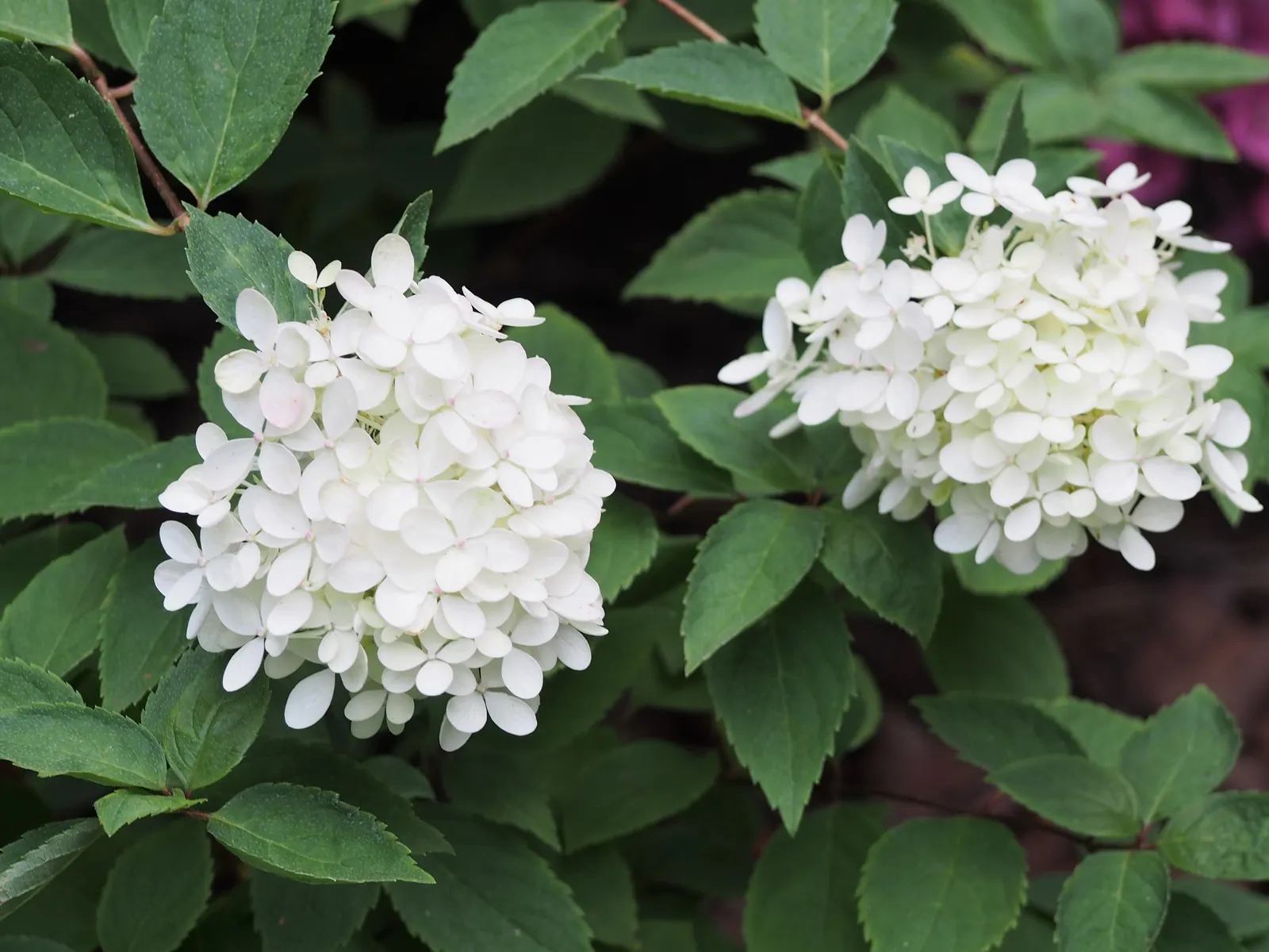 Bombshell Panicle Hydrangea (Hydrangea Paniculata 'Bombshell') — The Bombshell Panicle Hydrangea, Hydrangea paniculata 'Bombshell', is a compact deciduous shrub