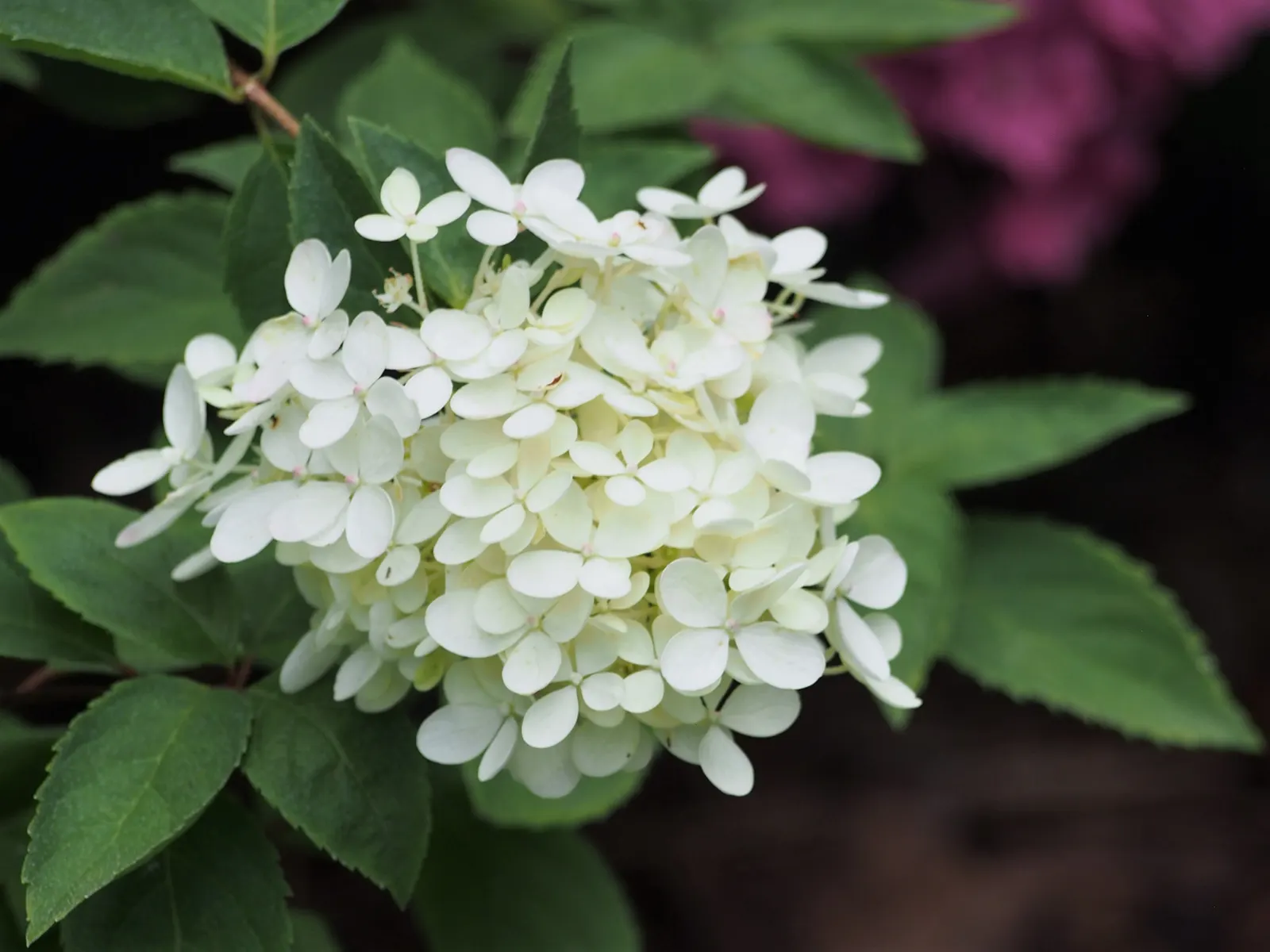 Bombshell Panicle Hydrangea (Hydrangea Paniculata 'Bombshell') — It boasts prolific white blooms that mature to pink