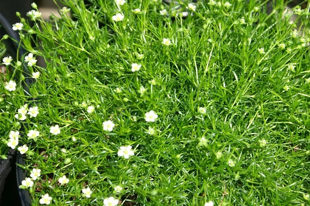 Irish Moss (Sagina Subulata) — evergreen perennial ground cover that is ideal for adding a touch of verdant charm to any landscape design