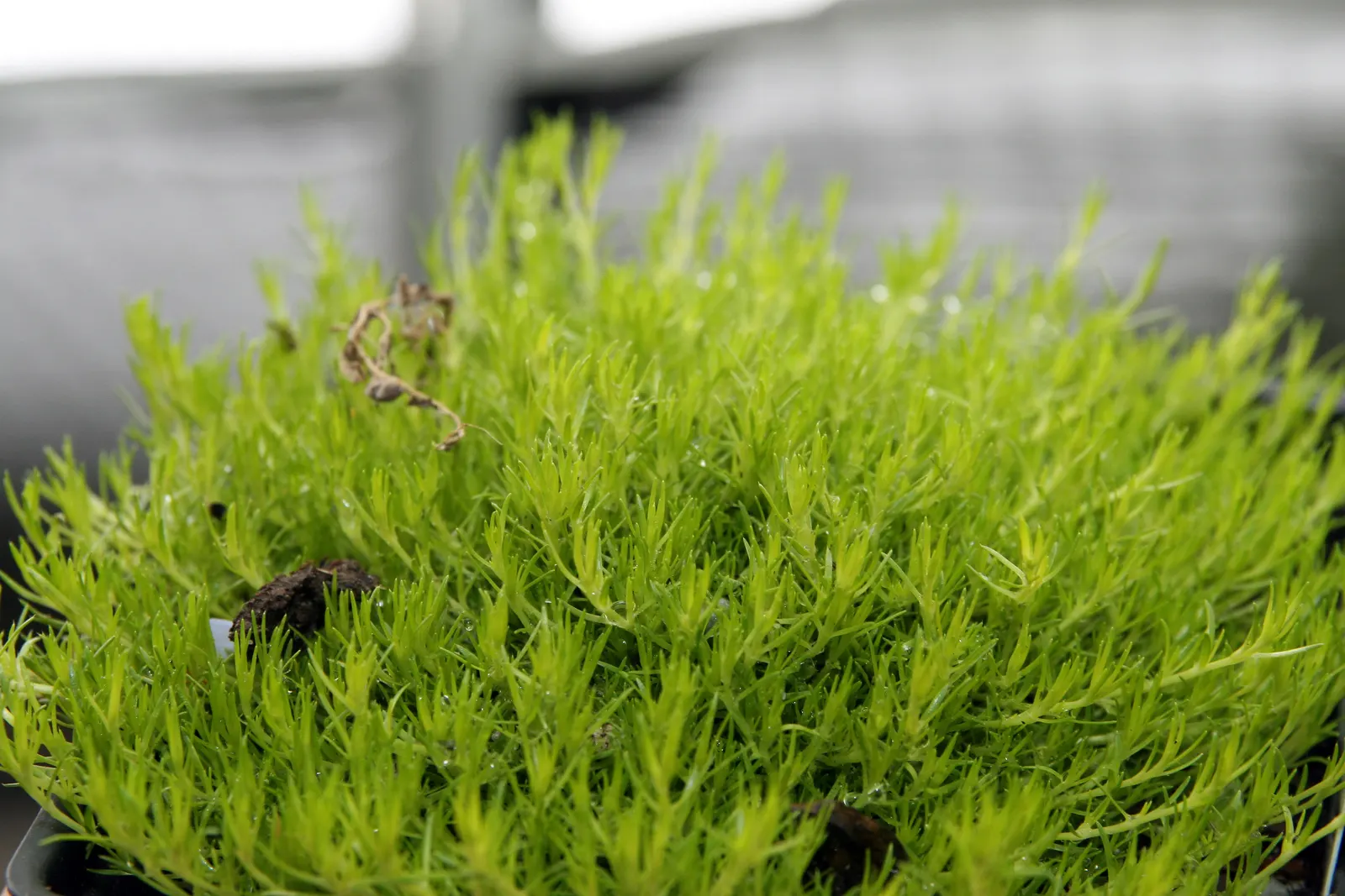 Irish Moss (Sagina Subulata) — evergreen ground cover with fine