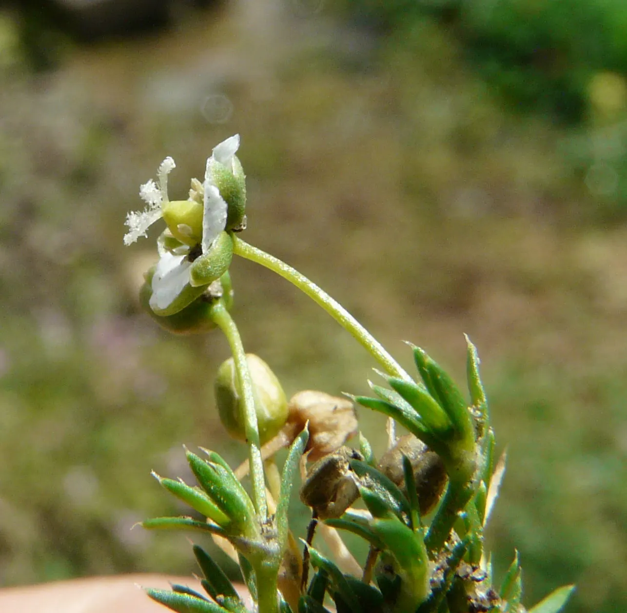 Irish Moss (Sagina Subulata) — scientifically named Sagina subulata
