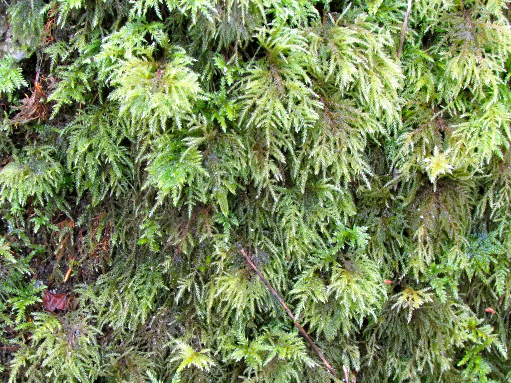 Irish Moss (Sagina Subulata) — commonly known as Irish Moss