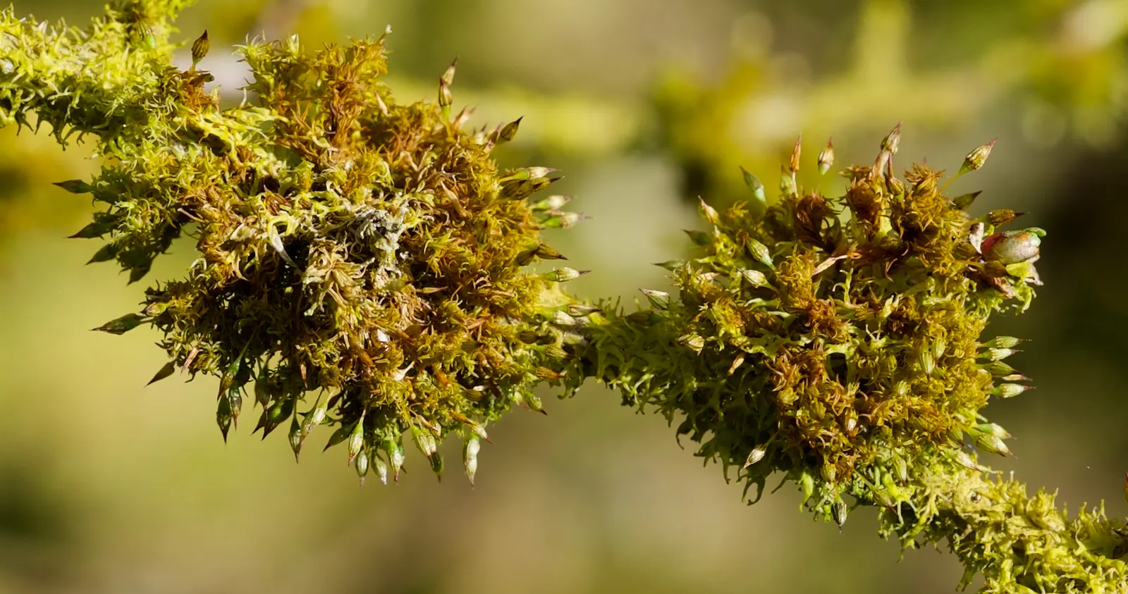 Irish Moss (Sagina Subulata) — Preferring partial shade to full sun, this plant thrives in moist, well-drained soil
