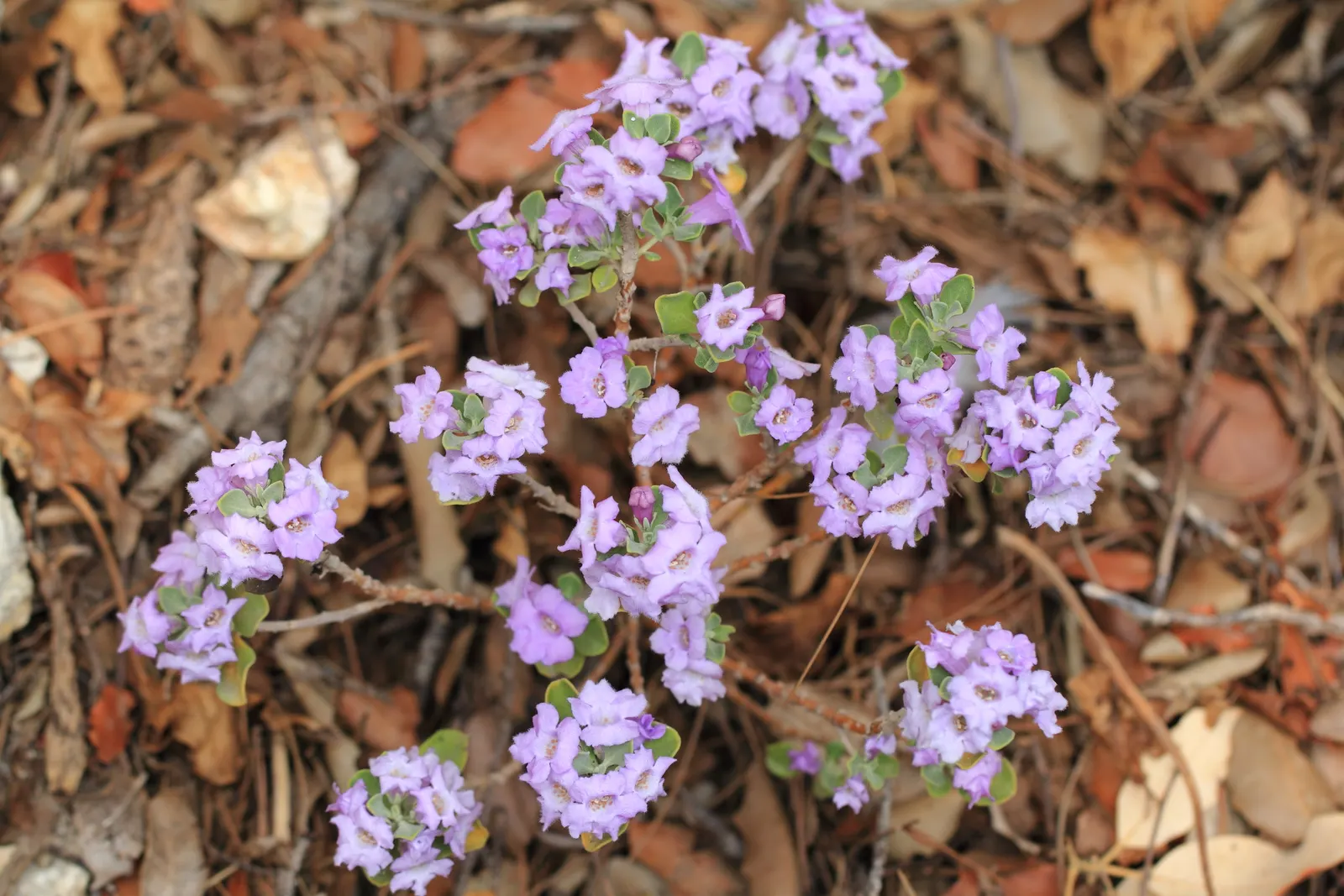 Langman's Sage (Leucophyllum Langmaniae) — Typically reaching 3-5 feet in height and 4-6 feet in width, it thrives in full sun and well-drained soils