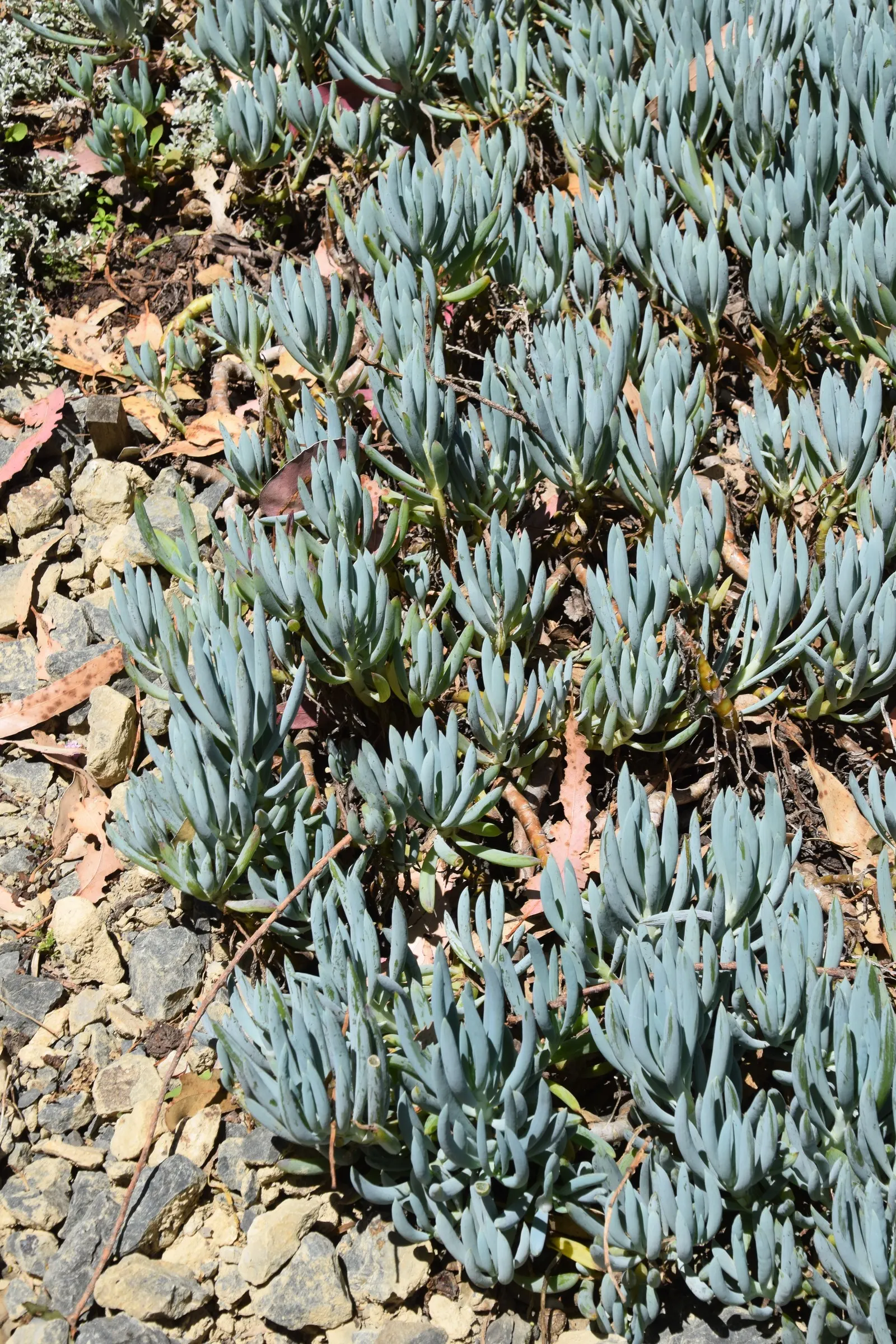 Dwarf Senecio (Senecio Serpens) — ensuring ample room for their spreading habit