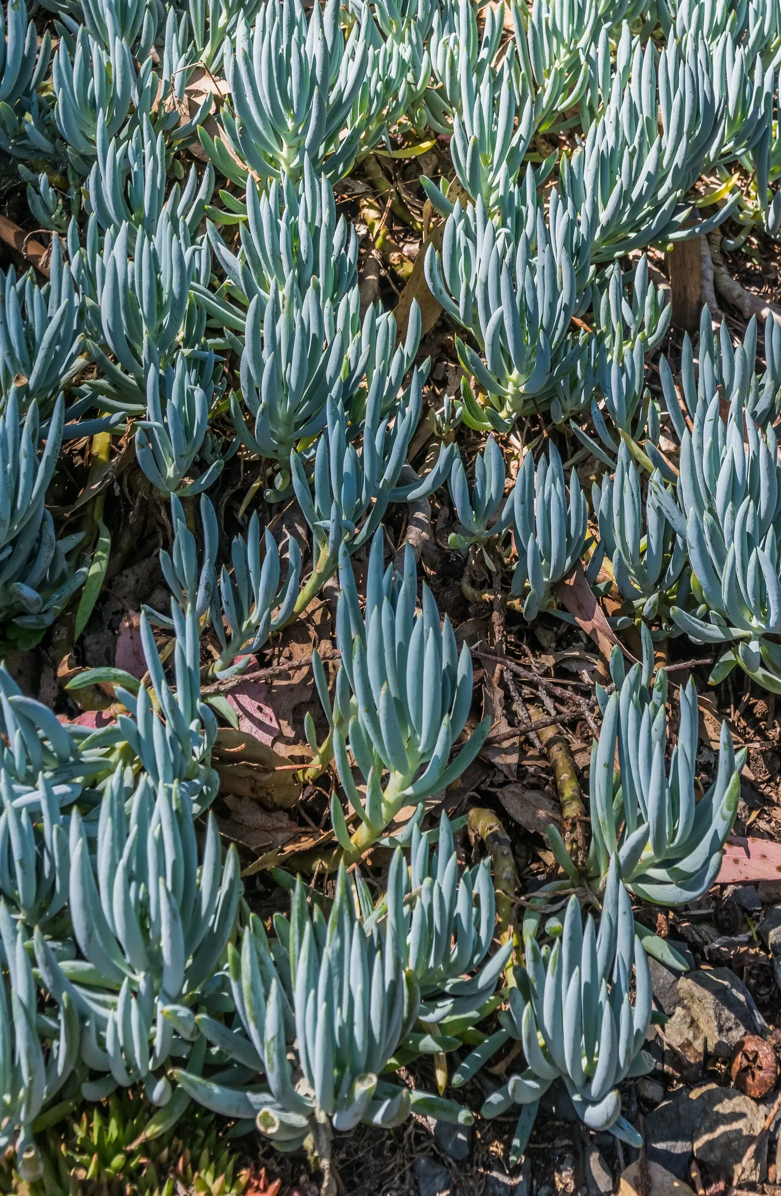 Dwarf Senecio (Senecio Serpens) — ideal for ground cover or rock gardens