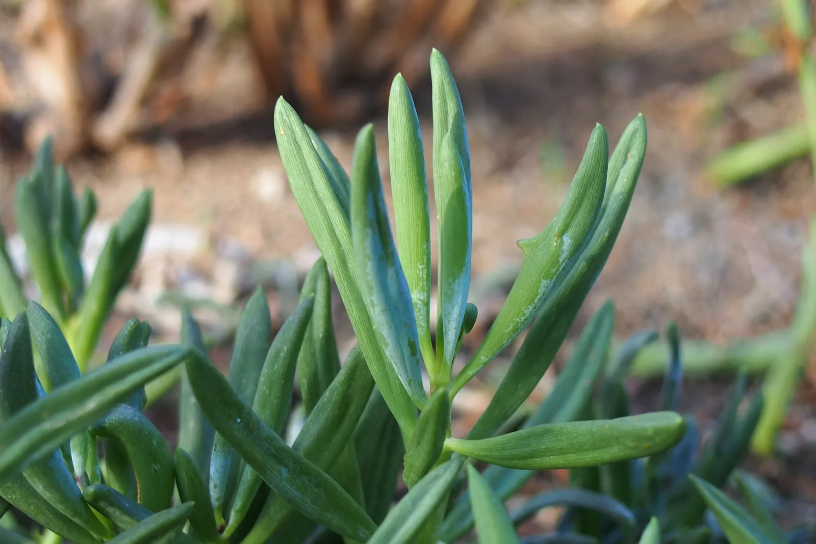 Dwarf Senecio (Senecio Serpens) — Dwarf Senecio is an ideal foreground plant and serves as a superb ground cover when planted en masse