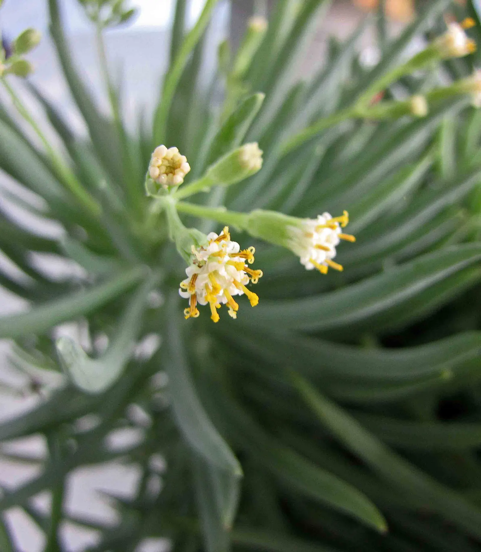 Dwarf Senecio (Senecio Serpens) — ground-hugging plant is characterized by its fleshy