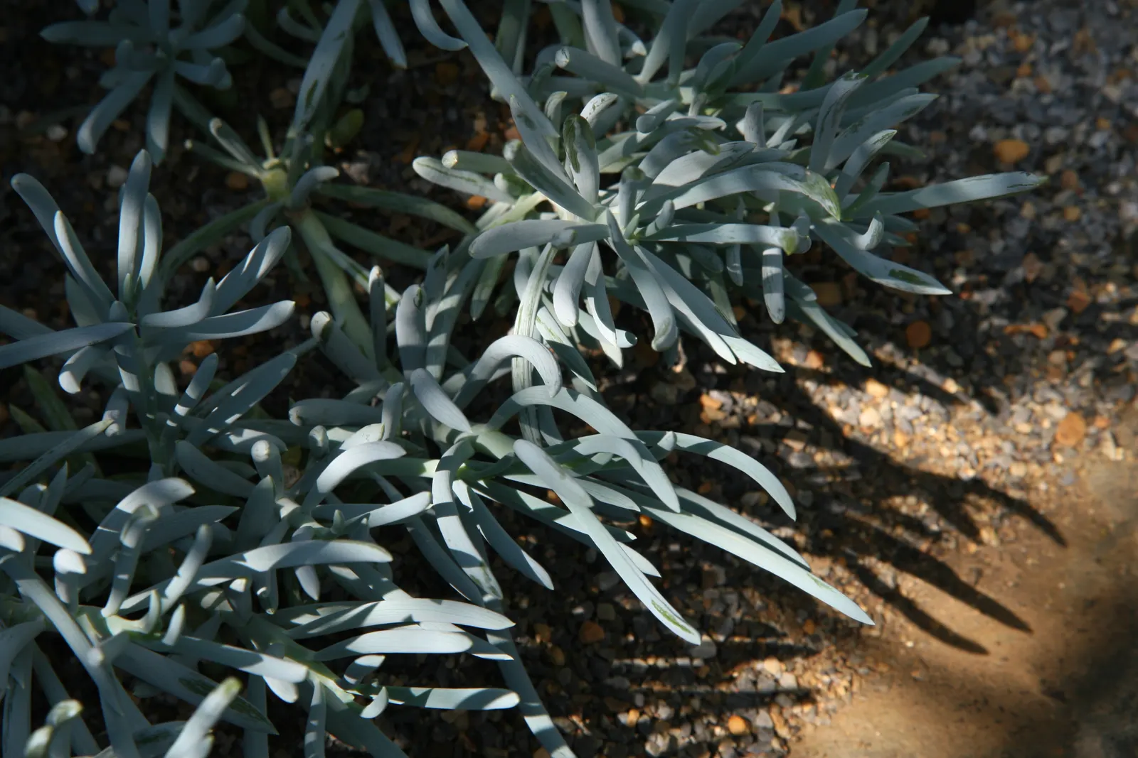 Dwarf Senecio (Senecio Serpens) — ideal for ground cover or rock gardens; and given its succulent nature