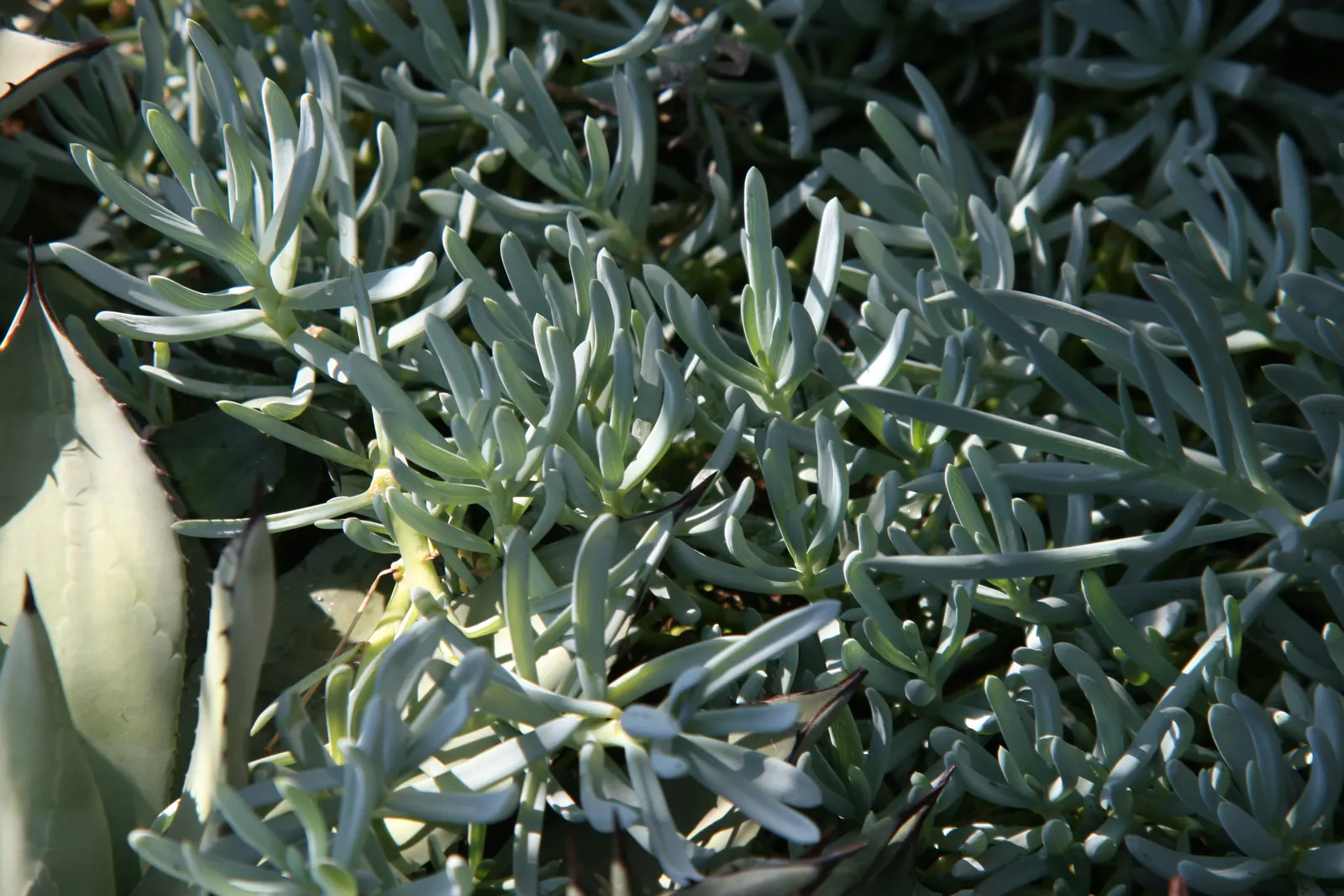 Dwarf Senecio (Senecio Serpens) — Thriving in full sun to partial shade; ground cover / succulent with white blooms