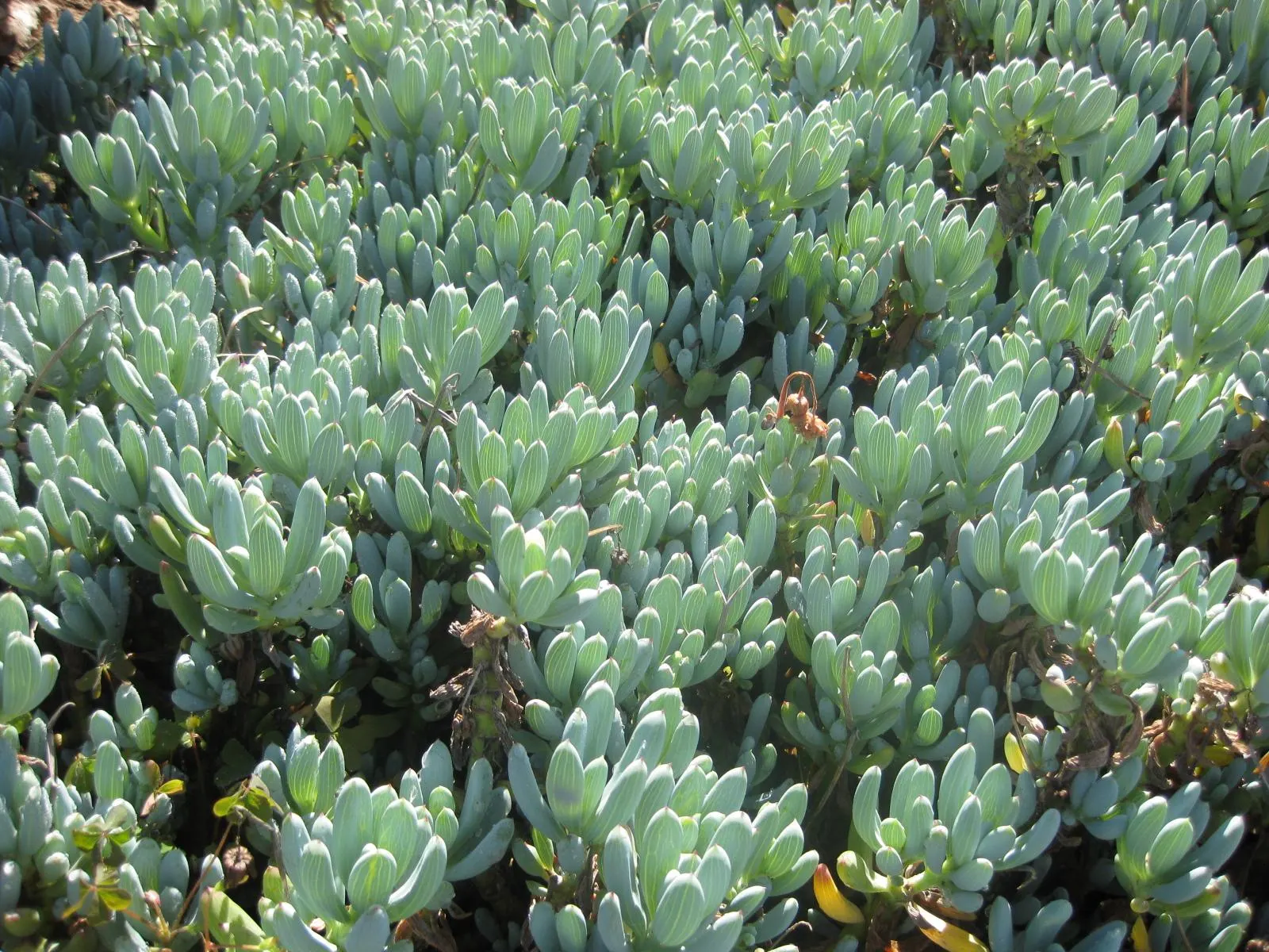 Dwarf Senecio (Senecio Serpens) — receiving full sun to light shade exposure