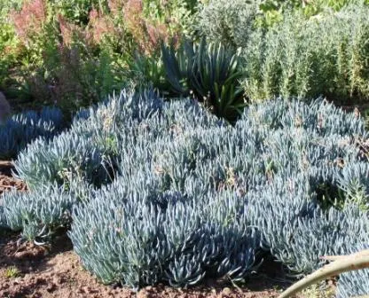 Dwarf Senecio (Senecio Serpens) — The Dwarf Senecio or Senecio serpens is a low-growing