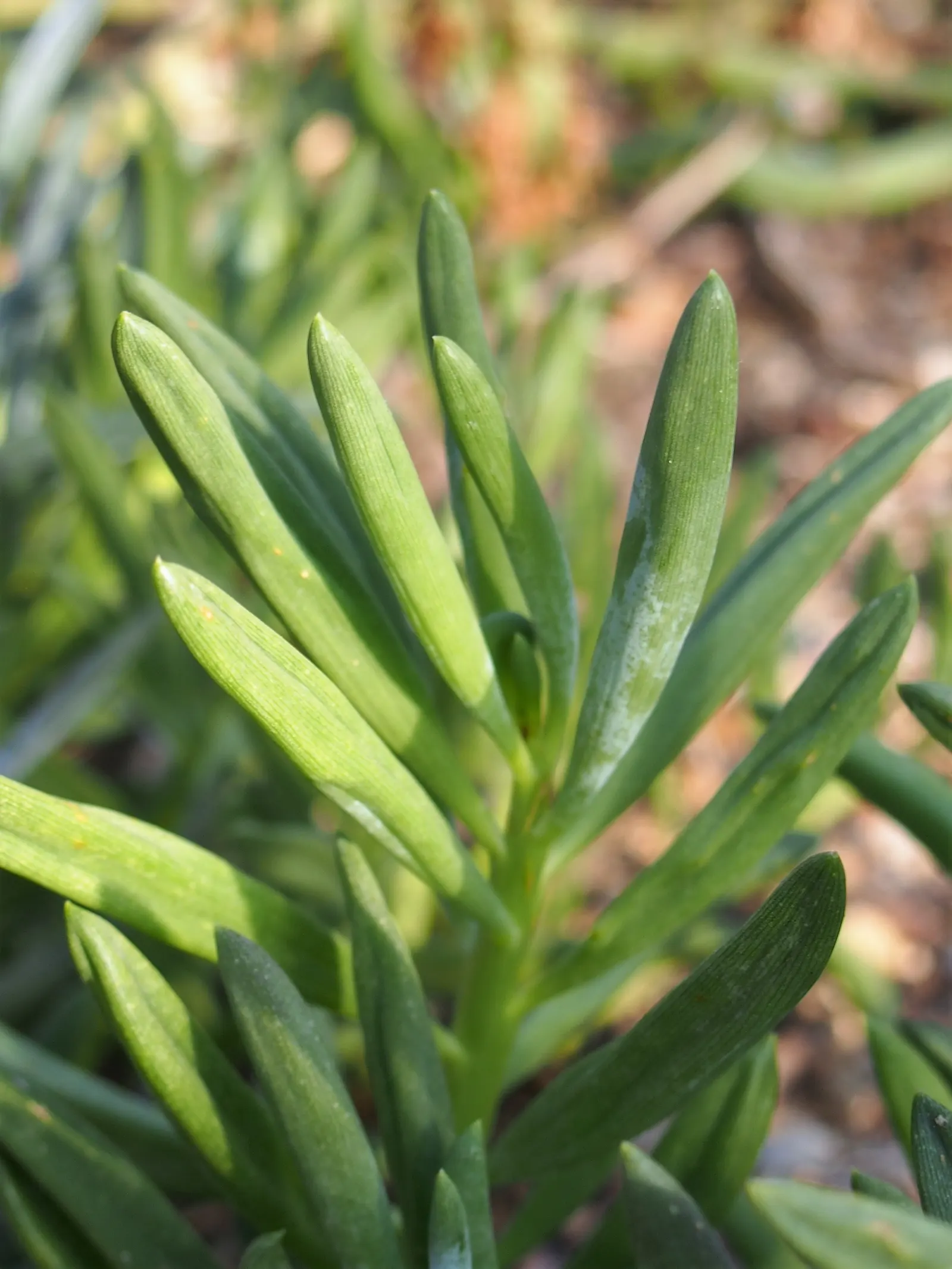 Dwarf Senecio (Senecio Serpens) — Its moderate growth rate allows the plant to fill in an area without becoming overwhelming