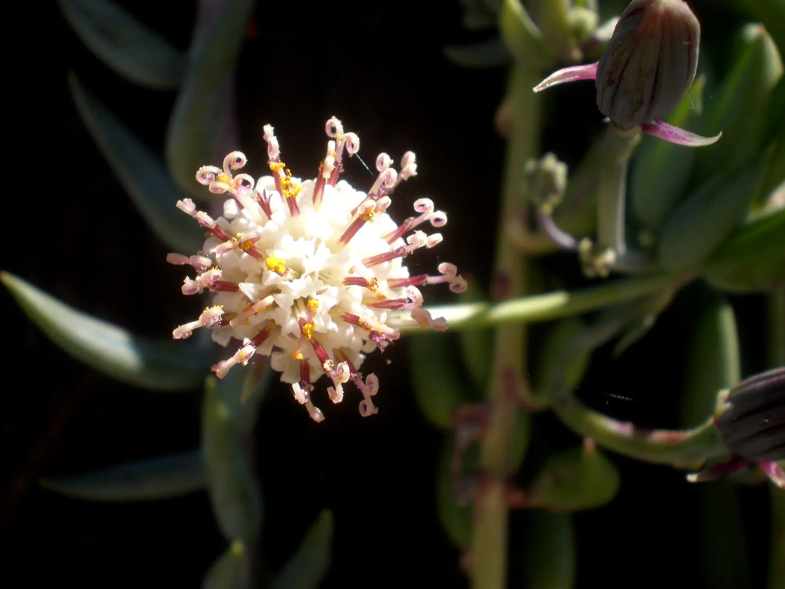 Dwarf Senecio (Senecio Serpens) — adding a layer of textural contrast against the plant's blue foliage
