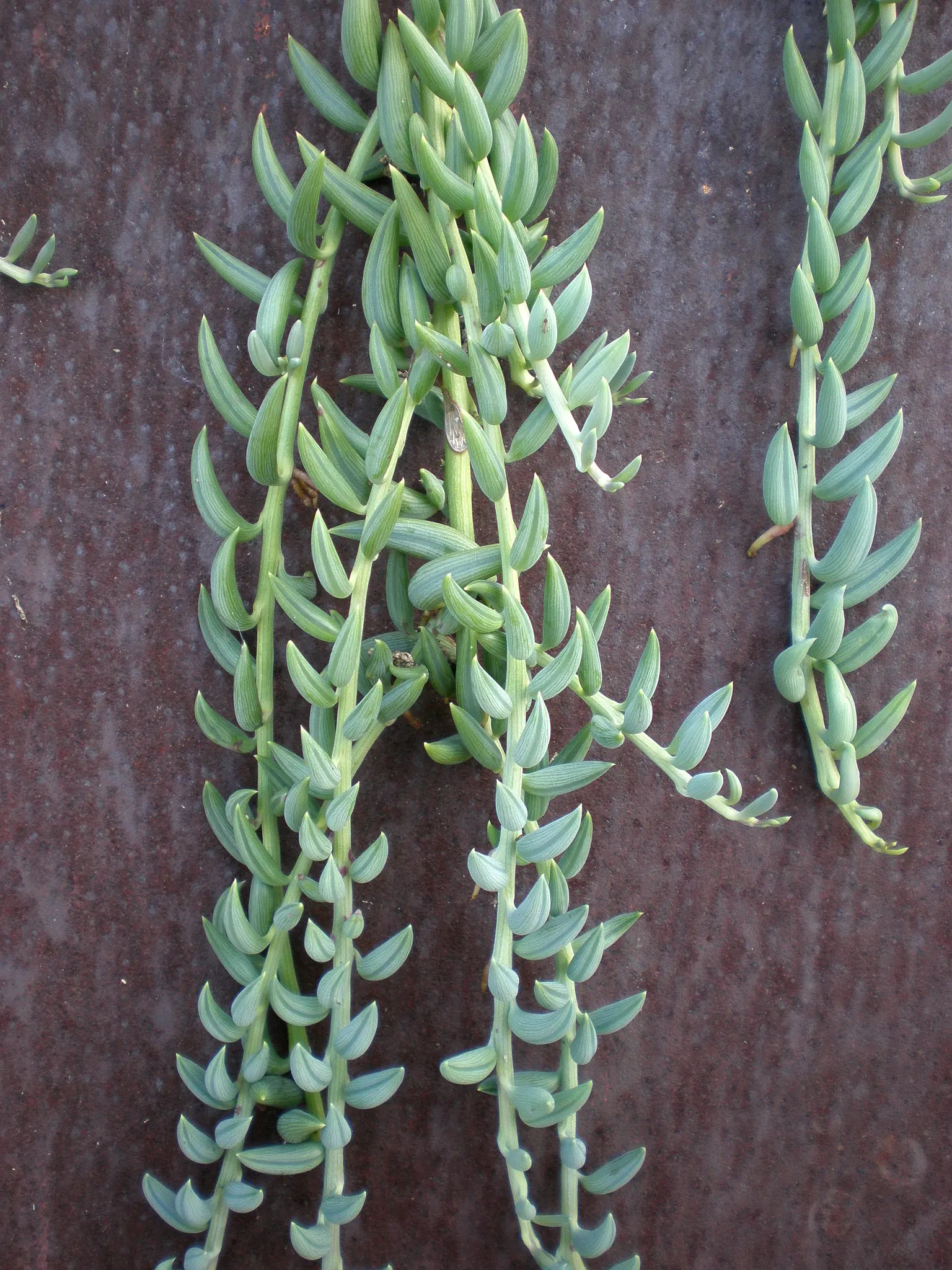 Dwarf Senecio (Senecio Serpens) — white flowers in the garden