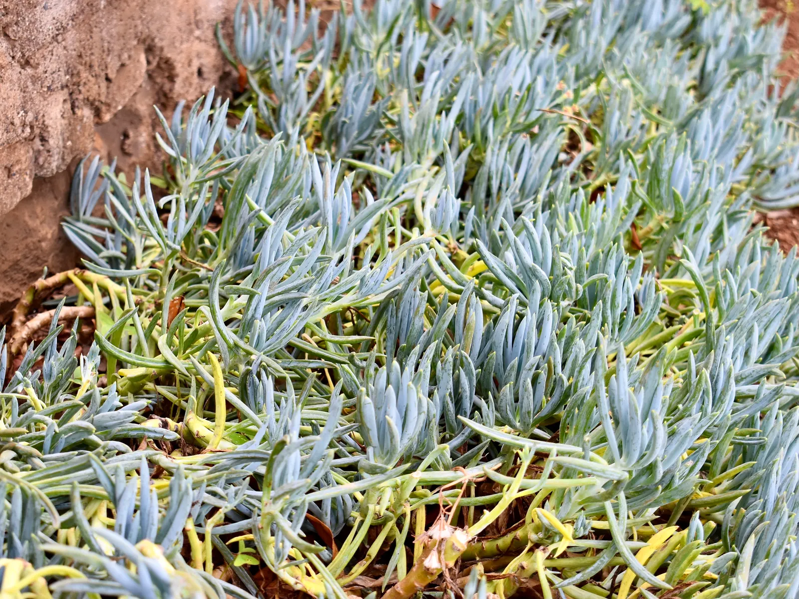 Dwarf Senecio (Senecio Serpens) — Senecio serpens should be planted in well-draining soil
