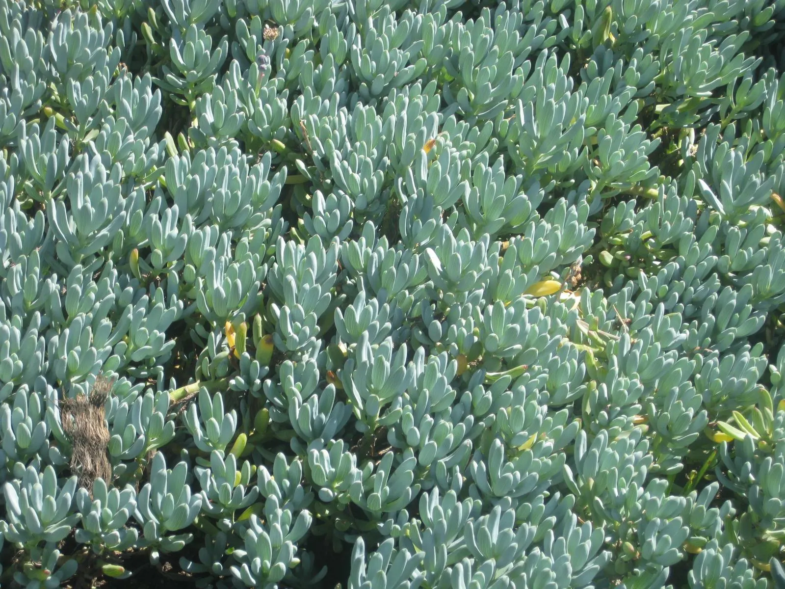 Dwarf Senecio (Senecio Serpens) — Thriving in full sun to partial shade