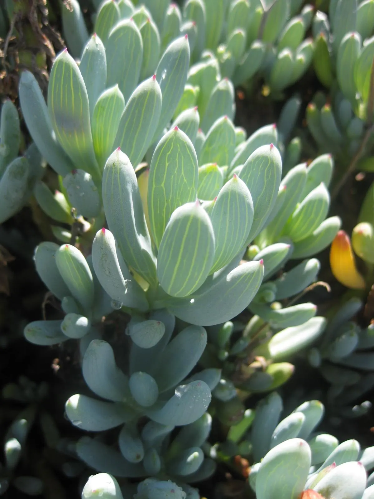 Dwarf Senecio (Senecio Serpens) — making it a dream plant for water-wise gardens.<br><br>For optimal growth