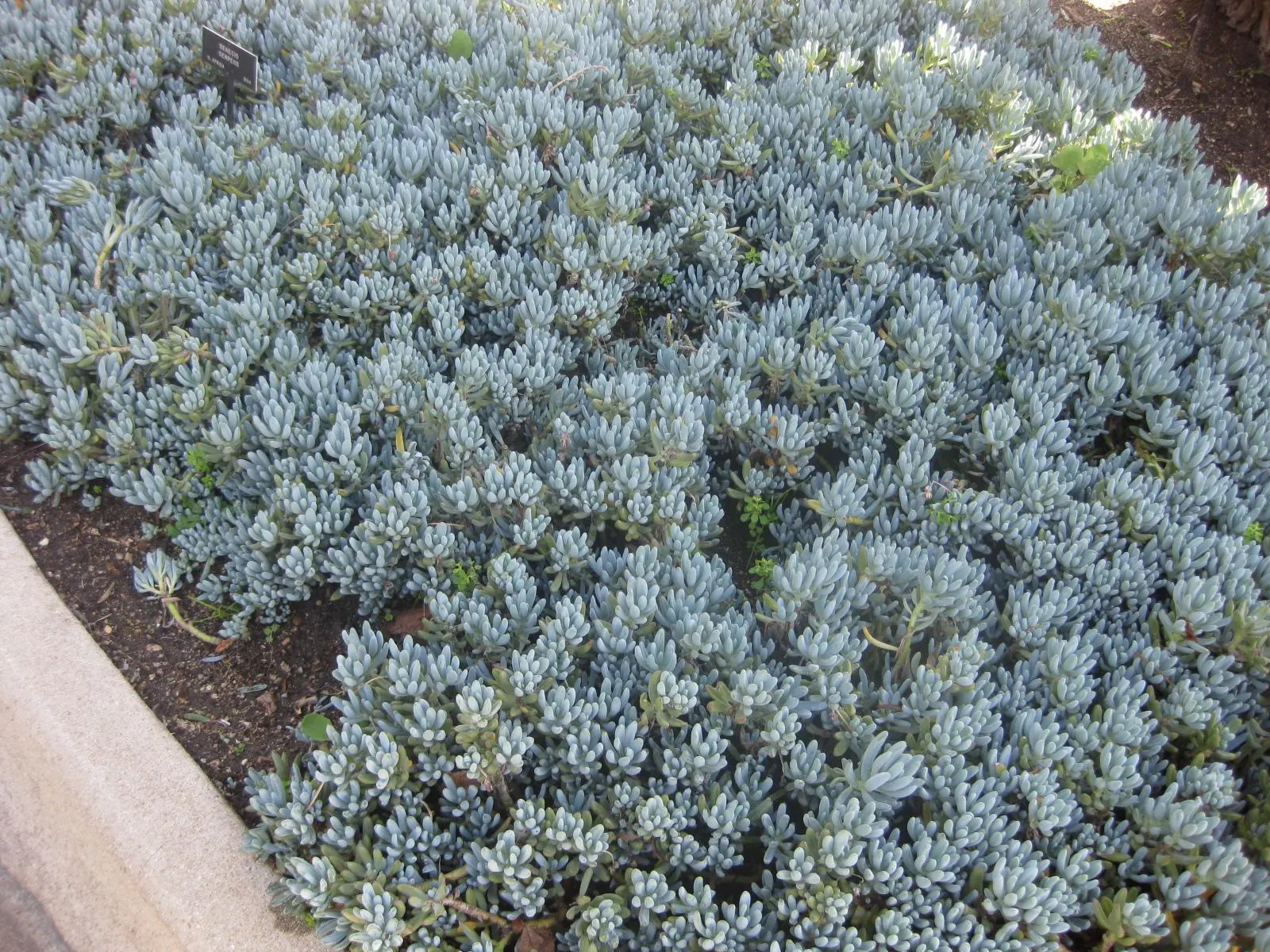 Dwarf Senecio (Senecio Serpens) — enabling designers to play with a palette of textures and hues