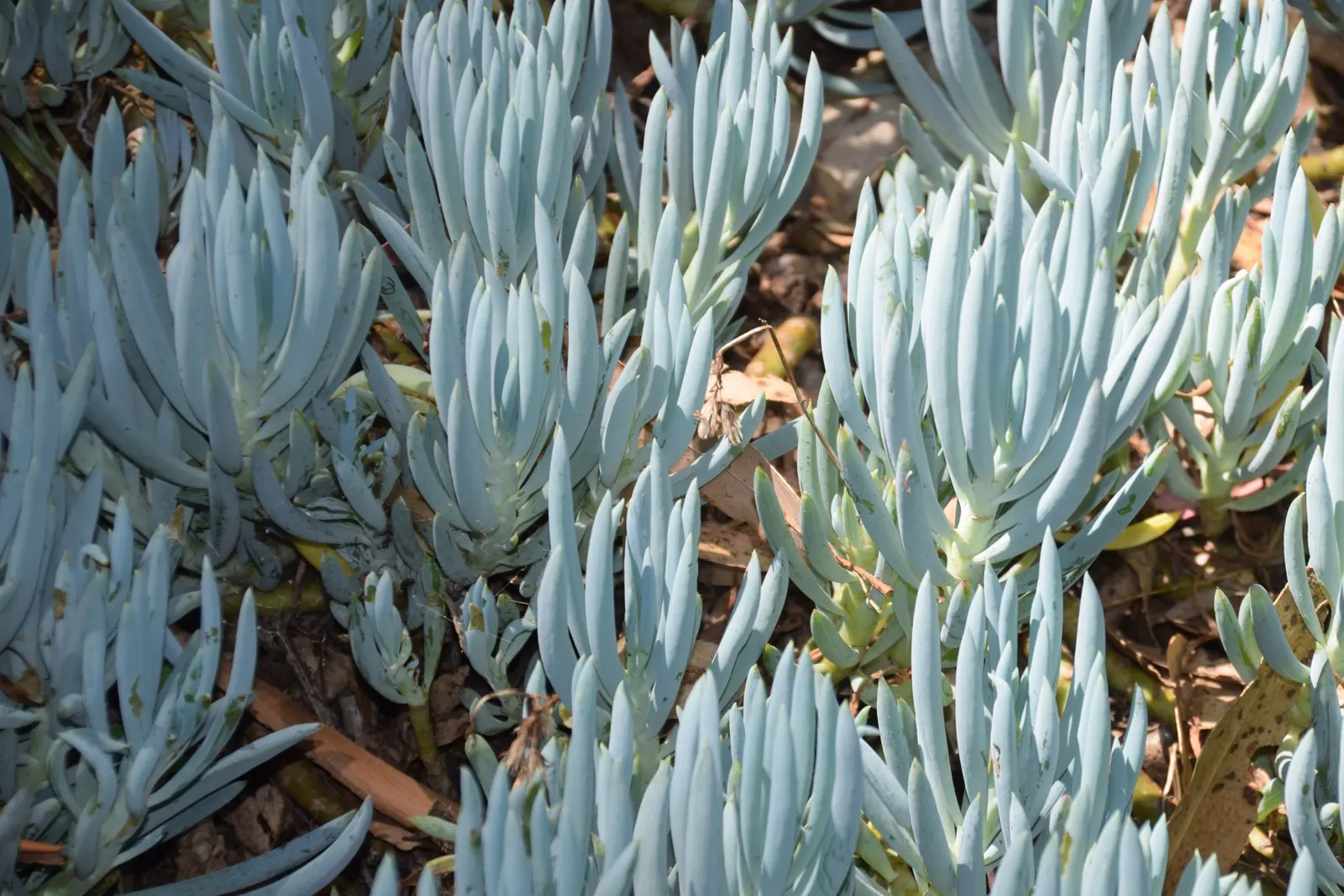 Dwarf Senecio (Senecio Serpens) — ground-hugging plant is characterized by its fleshy; the Dwarf Senecio or Senecio serpens is a low-growing