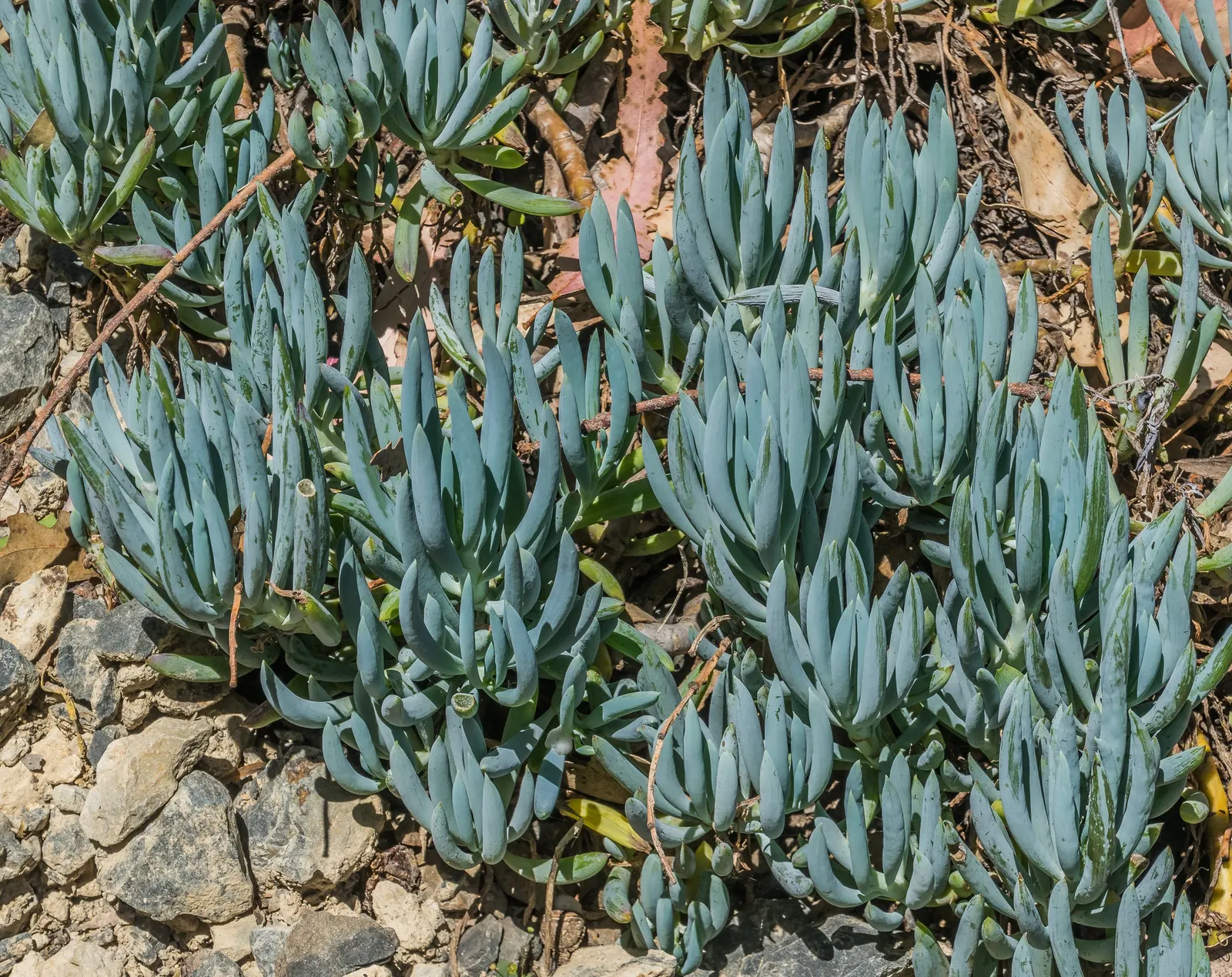 Dwarf Senecio (Senecio Serpens) — Its moderate growth rate allows the plant to fill in an area without becoming overwhelming; receiving full sun to light shade