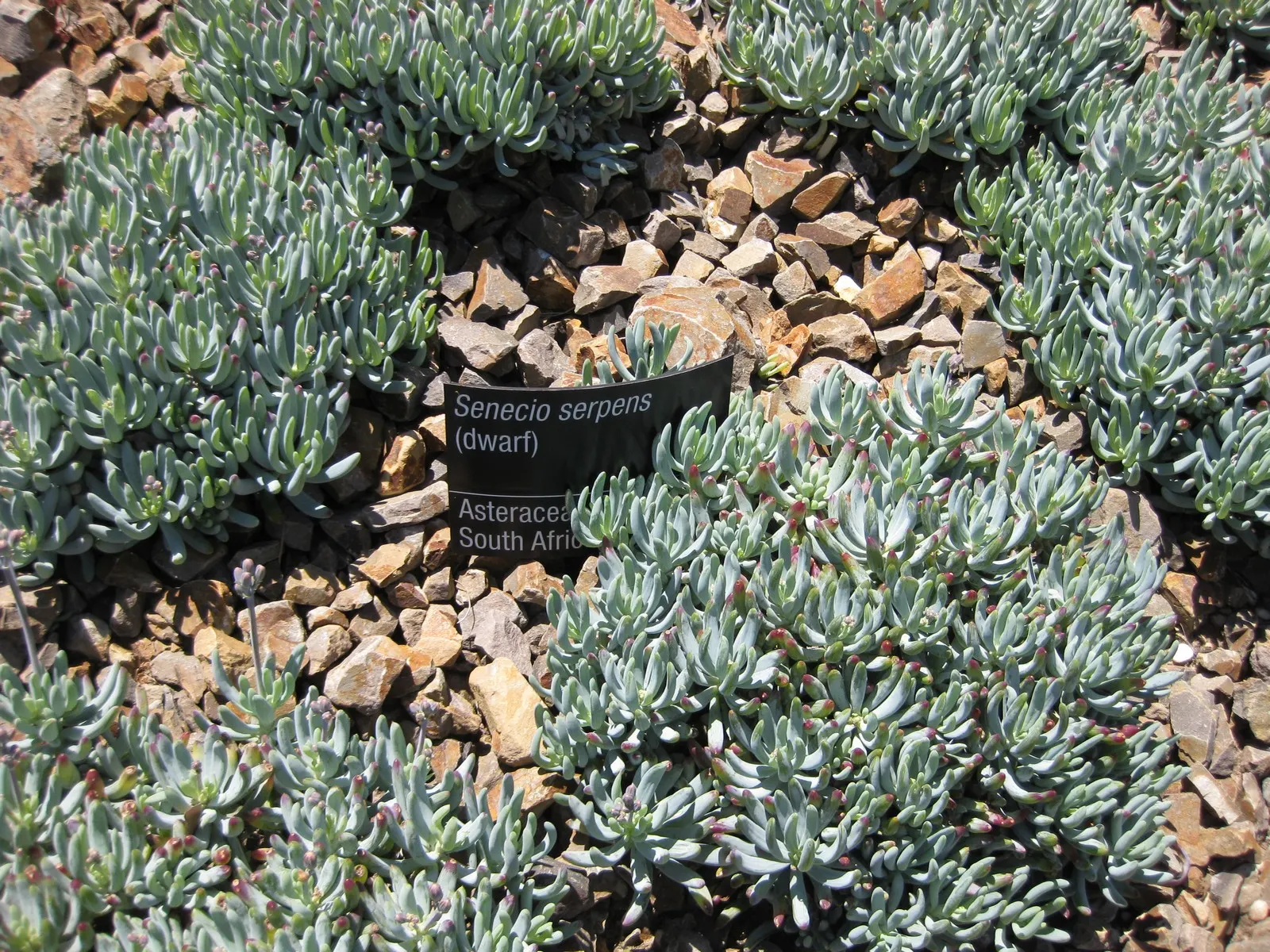 Dwarf Senecio (Senecio Serpens) — ground cover / succulent with white blooms