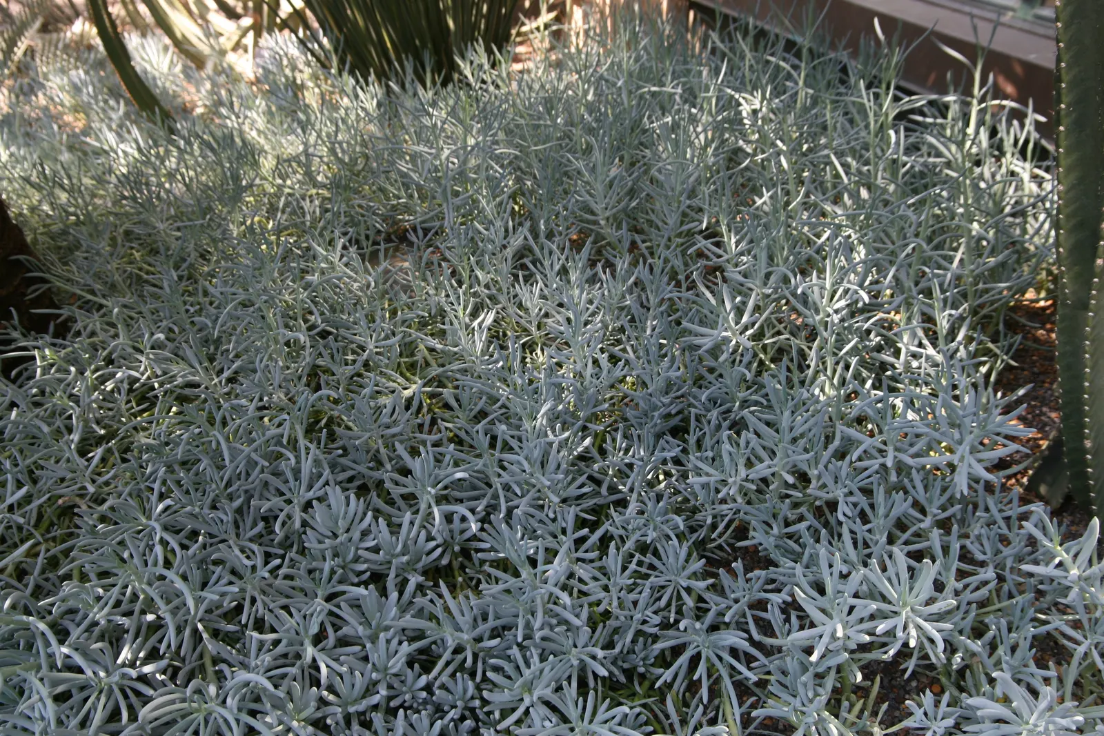 Dwarf Senecio (Senecio Serpens) — Dwarf Senecio is an ideal foreground plant and serves as a superb ground cover when planted en masse; ground-hugging plant is