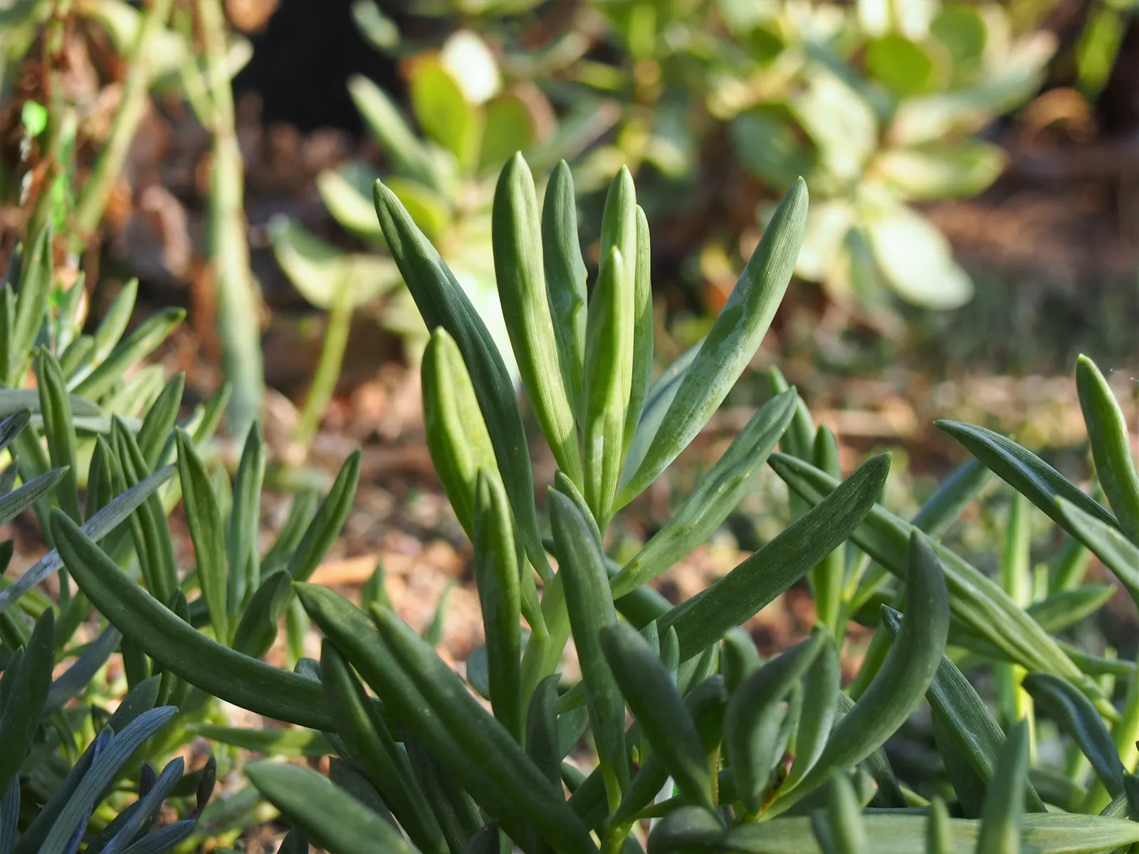 Dwarf Senecio (Senecio Serpens) — making it a drought-tolerant choice