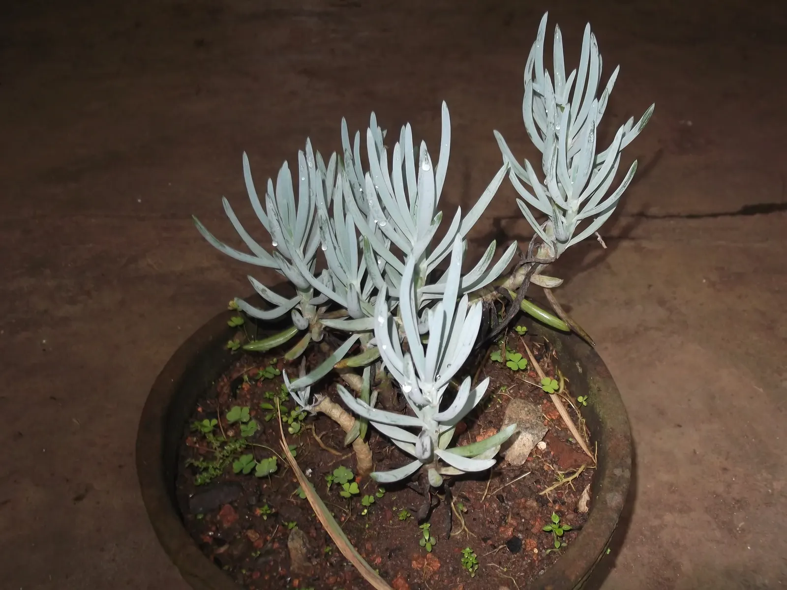 Dwarf Senecio (Senecio Serpens) — as it is hardy to USDA zones 10 and higher.<br><br>To incorporate Senecio serpens into the landscape