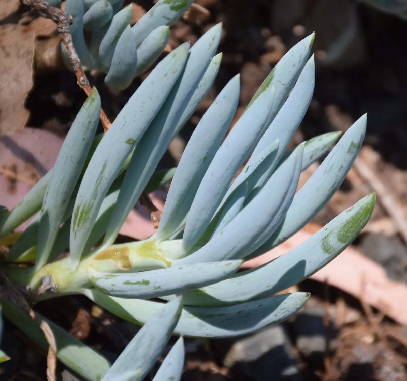 Dwarf Senecio (Senecio Serpens) — it requires well-drained soil and minimal water