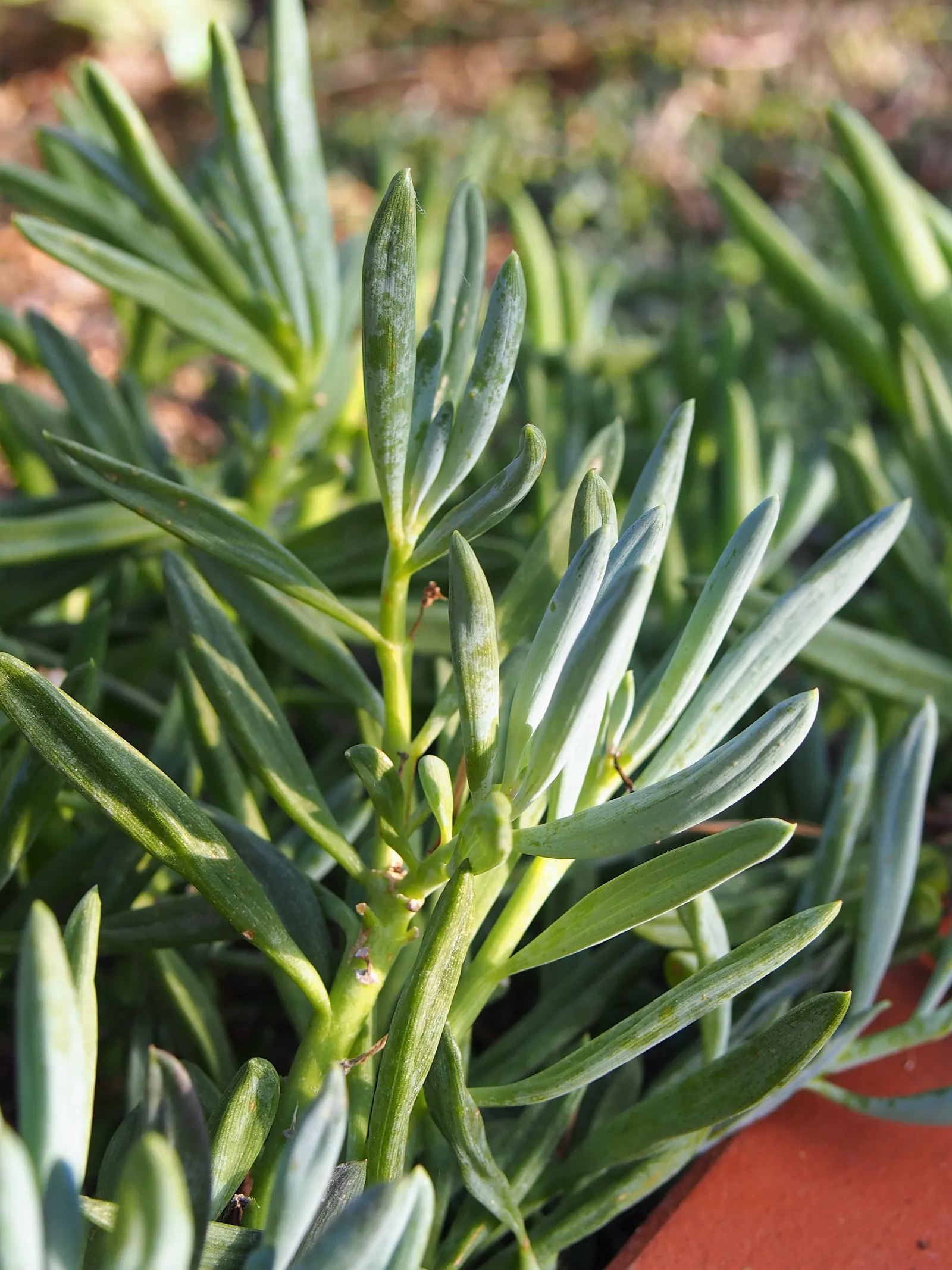 Dwarf Senecio (Senecio Serpens) — space individual plants approximately 8 to 12 inches apart