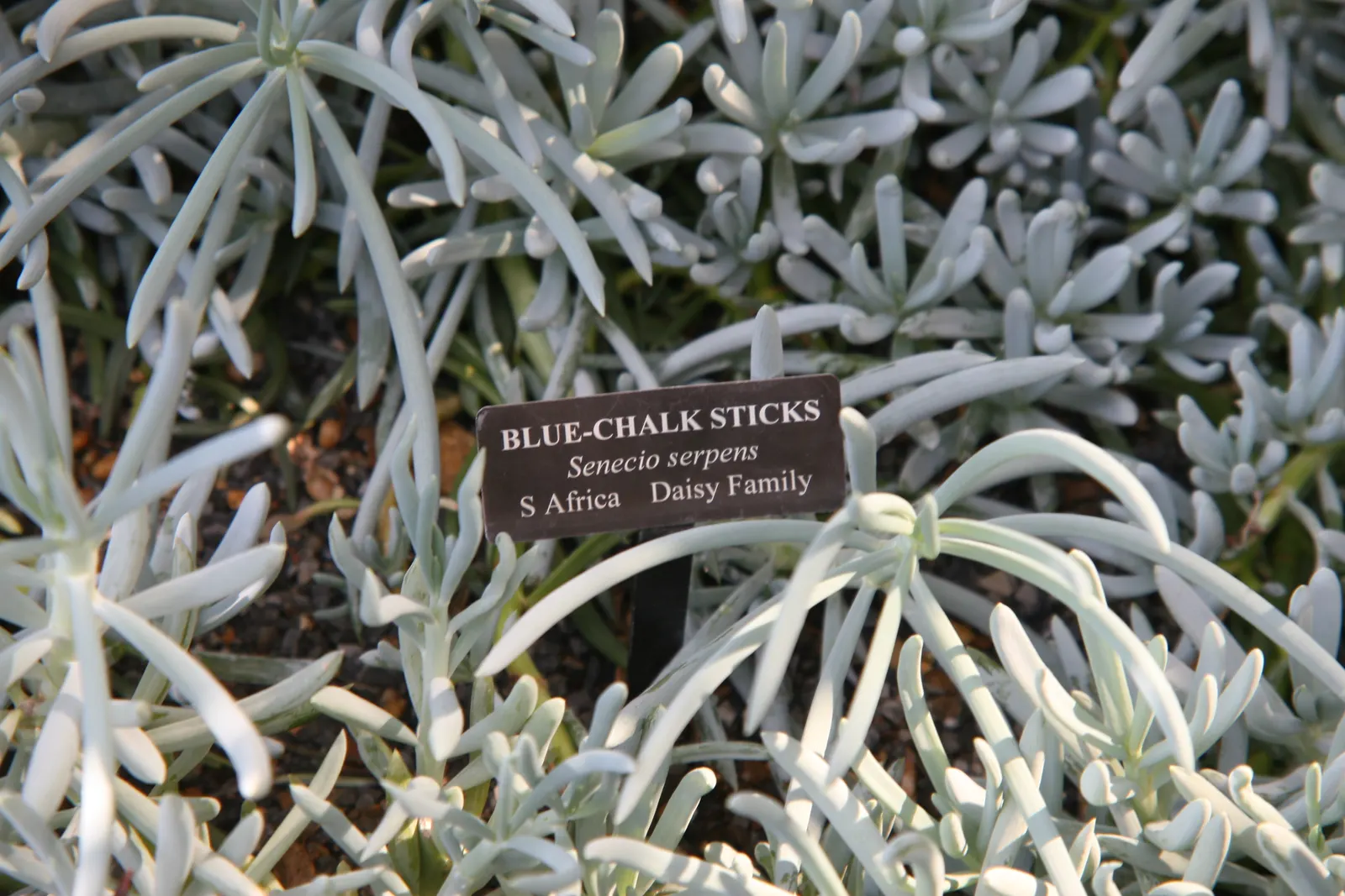 Dwarf Senecio (Senecio Serpens) — it boasts a high tolerance for drought once established; it features fleshy, blue-green cylindrical leaves reaching up to 5