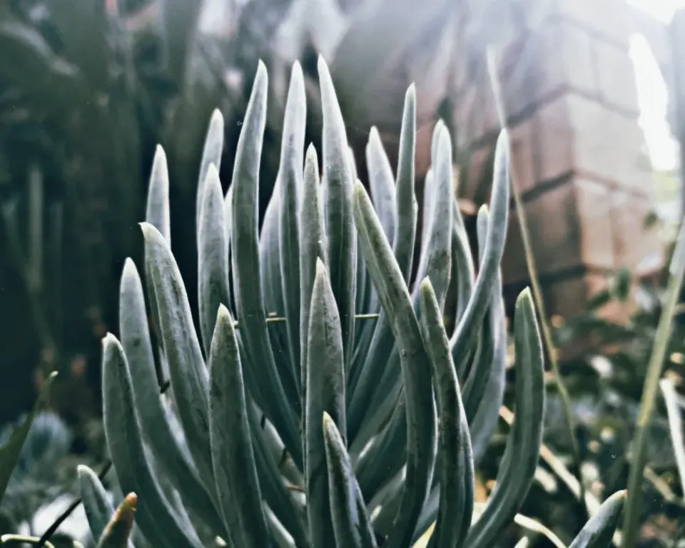 Dwarf Senecio (Senecio Serpens) — It features fleshy, blue-green cylindrical leaves reaching up to 5 inches tall; consider using this plant in containers that