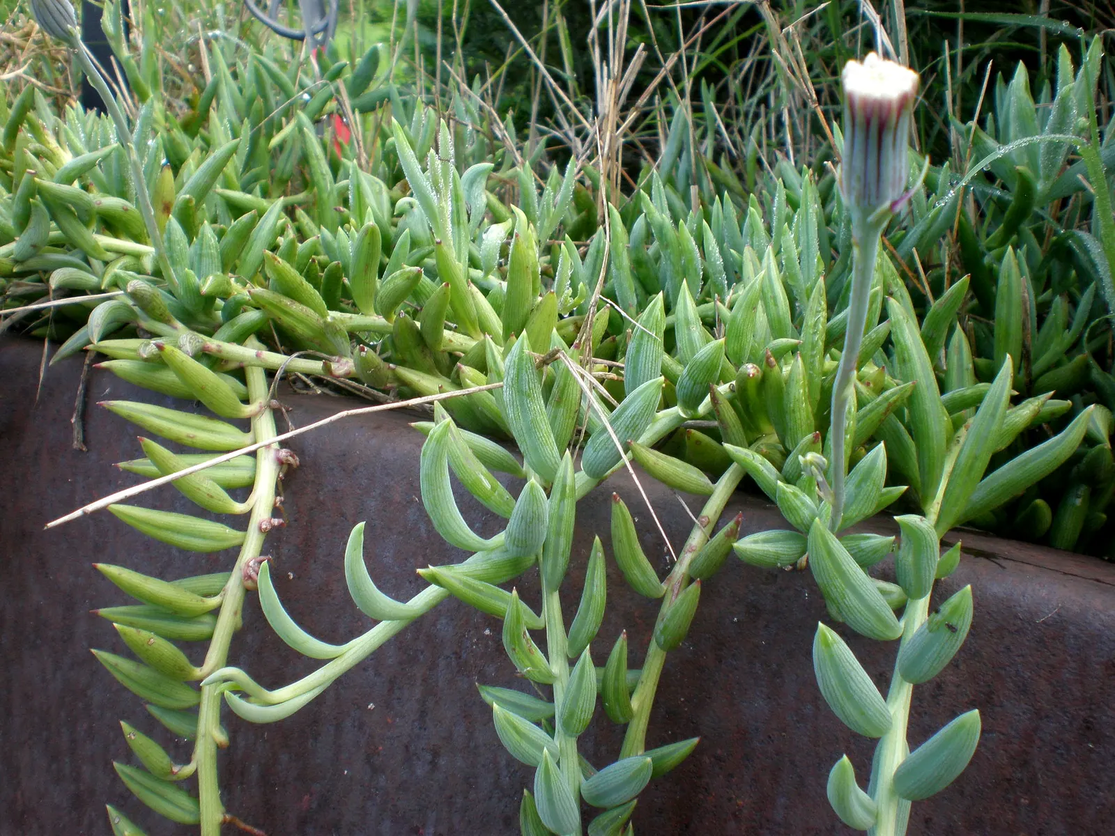Dwarf Senecio (Senecio Serpens) — it boasts a high tolerance for drought once established