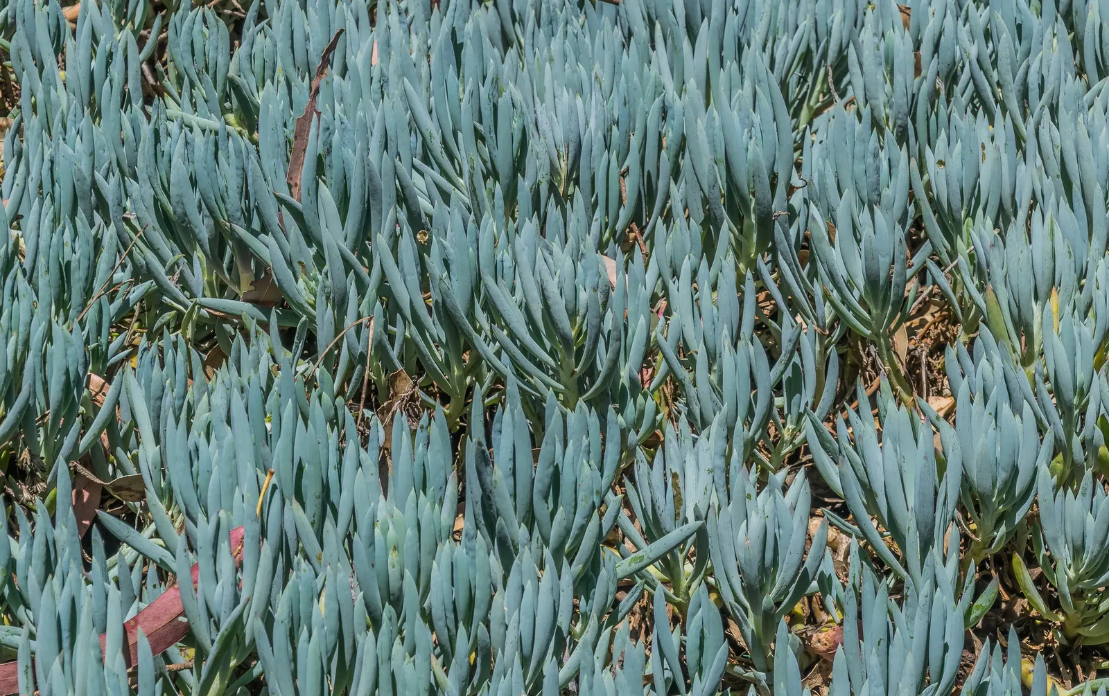 Dwarf Senecio (Senecio Serpens) — and given its succulent nature; its intriguing color and form pair well with other succulents and drought-tolerant plants