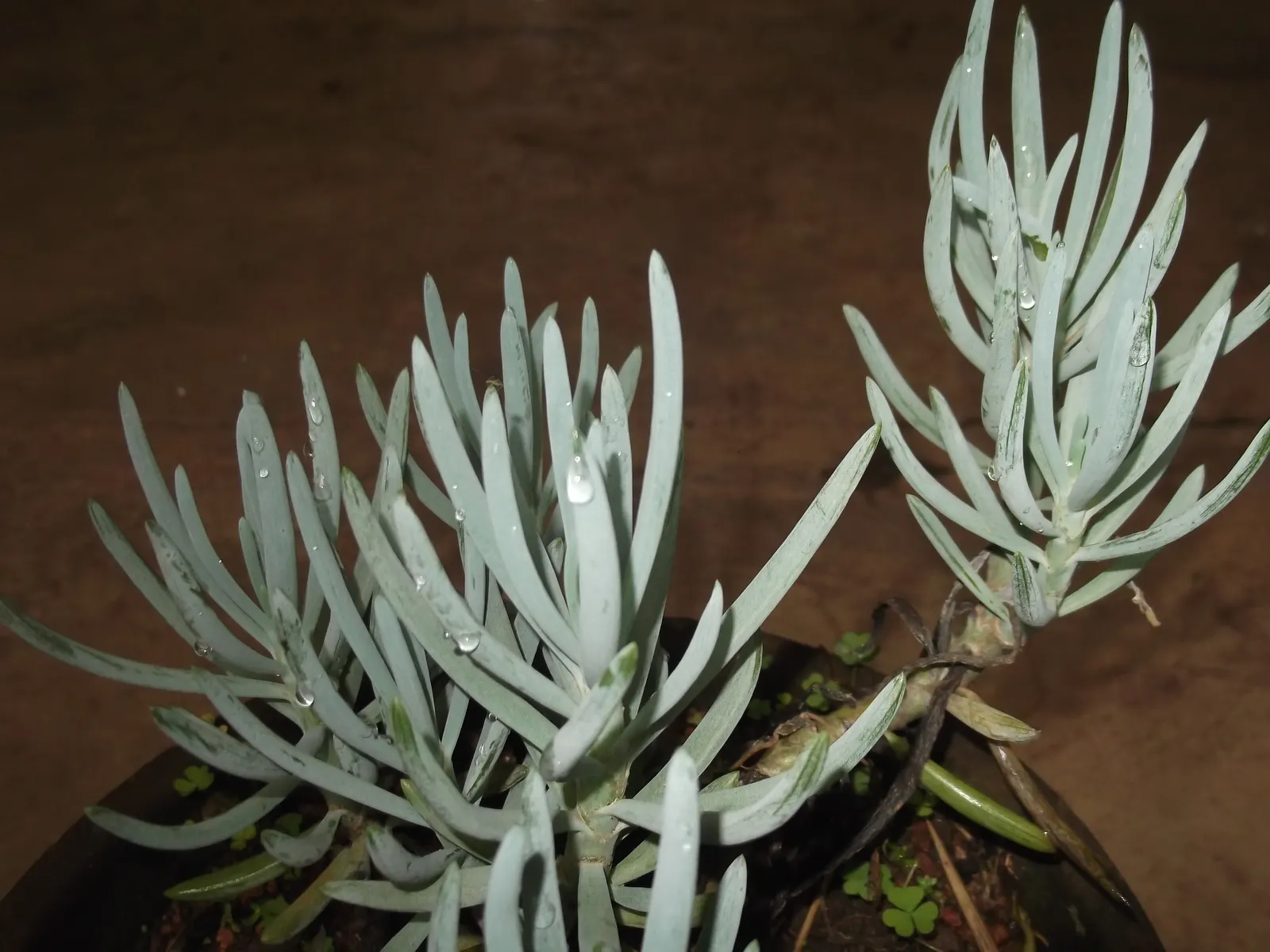 Dwarf Senecio (Senecio Serpens) — Space plants about 10 to 12 inches apart to allow for spread