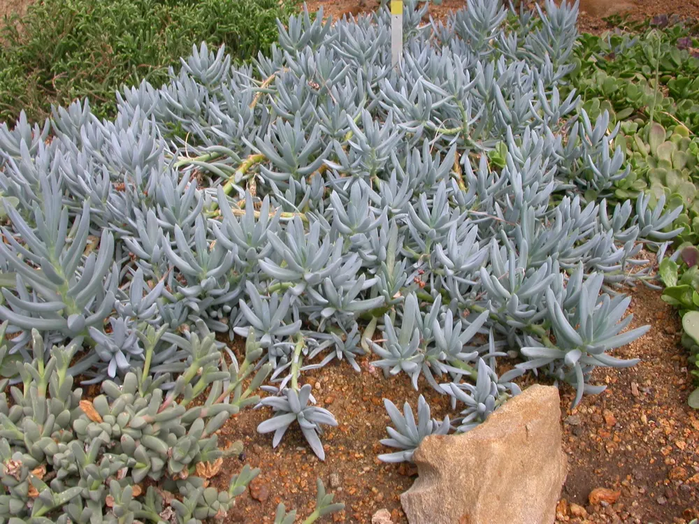 Dwarf Senecio (Senecio Serpens) — Space plants about 10 to 12 inches apart to allow for spread; space individual plants approximately 8 to 12 inches apart