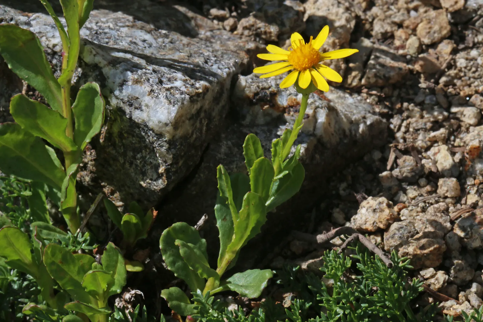 Dwarf Senecio (Senecio Serpens) — consider using this plant in containers that can be brought indoors as temperatures drop
