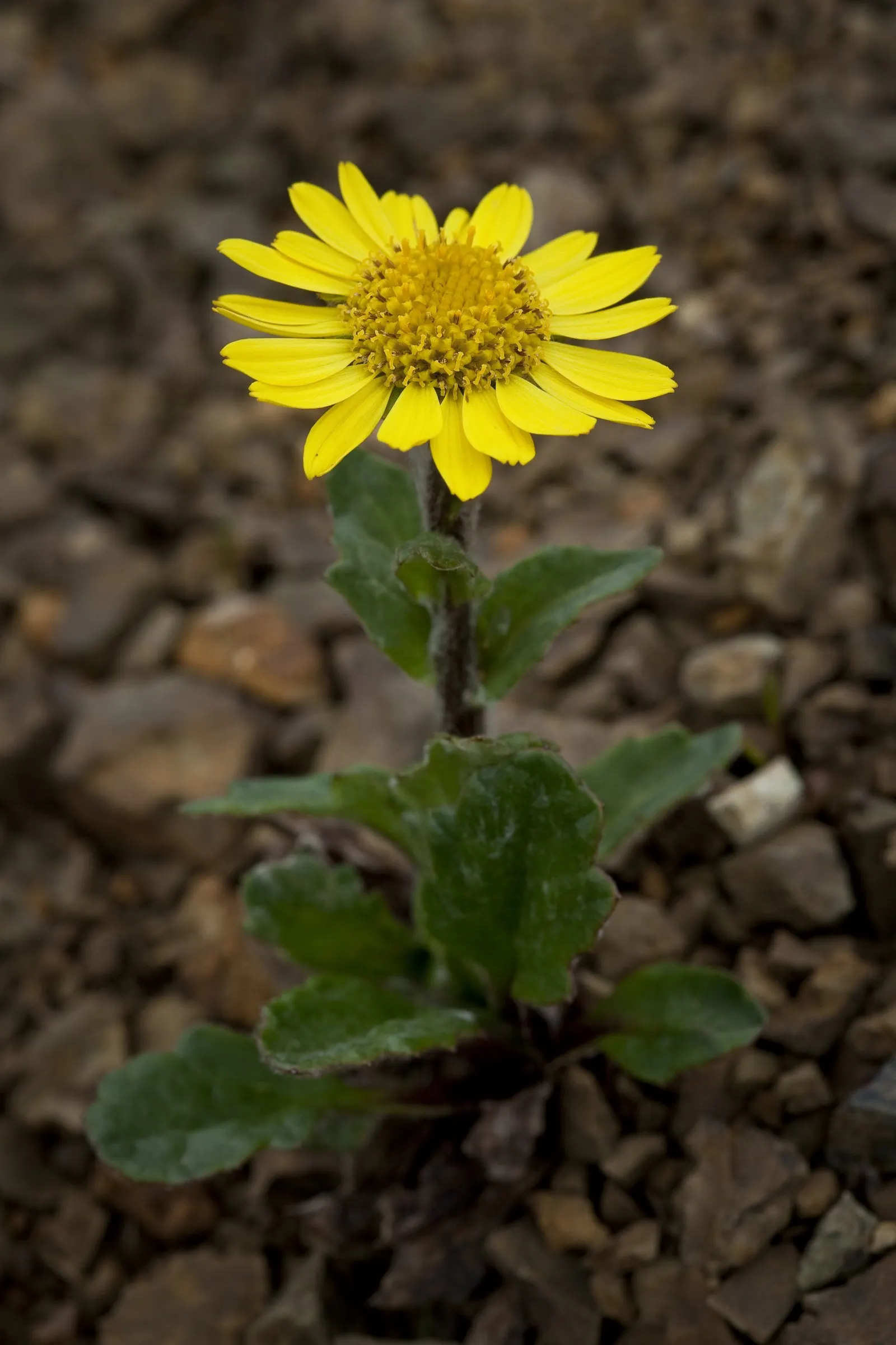 Dwarf Senecio (Senecio Serpens) — It features fleshy, blue-green cylindrical leaves reaching up to 5 inches tall
