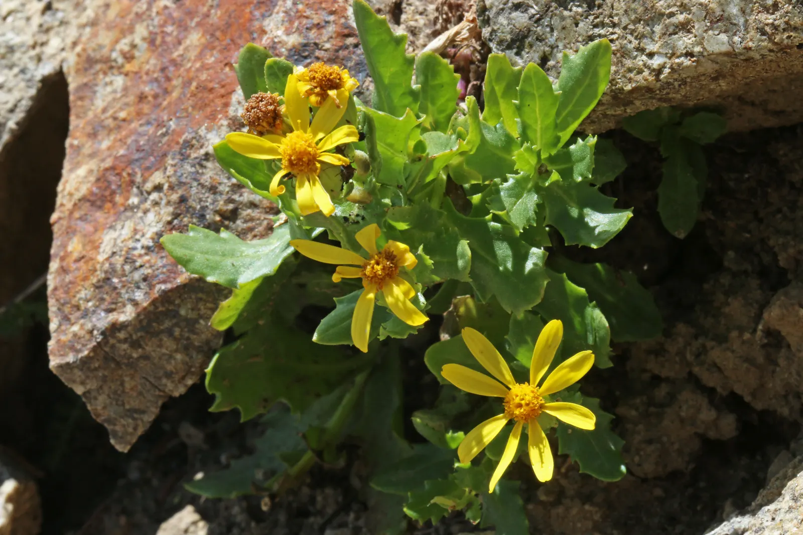Dwarf Senecio (Senecio Serpens) — delicate white flowers may emerge