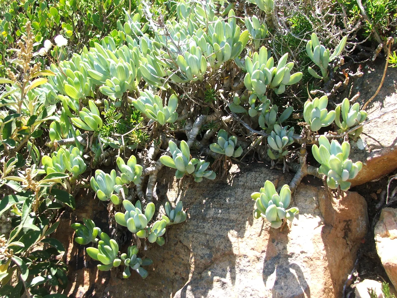 Dwarf Senecio (Senecio Serpens) — The Dwarf Senecio or Senecio serpens is a low-growing; thriving in full sun to partial shade