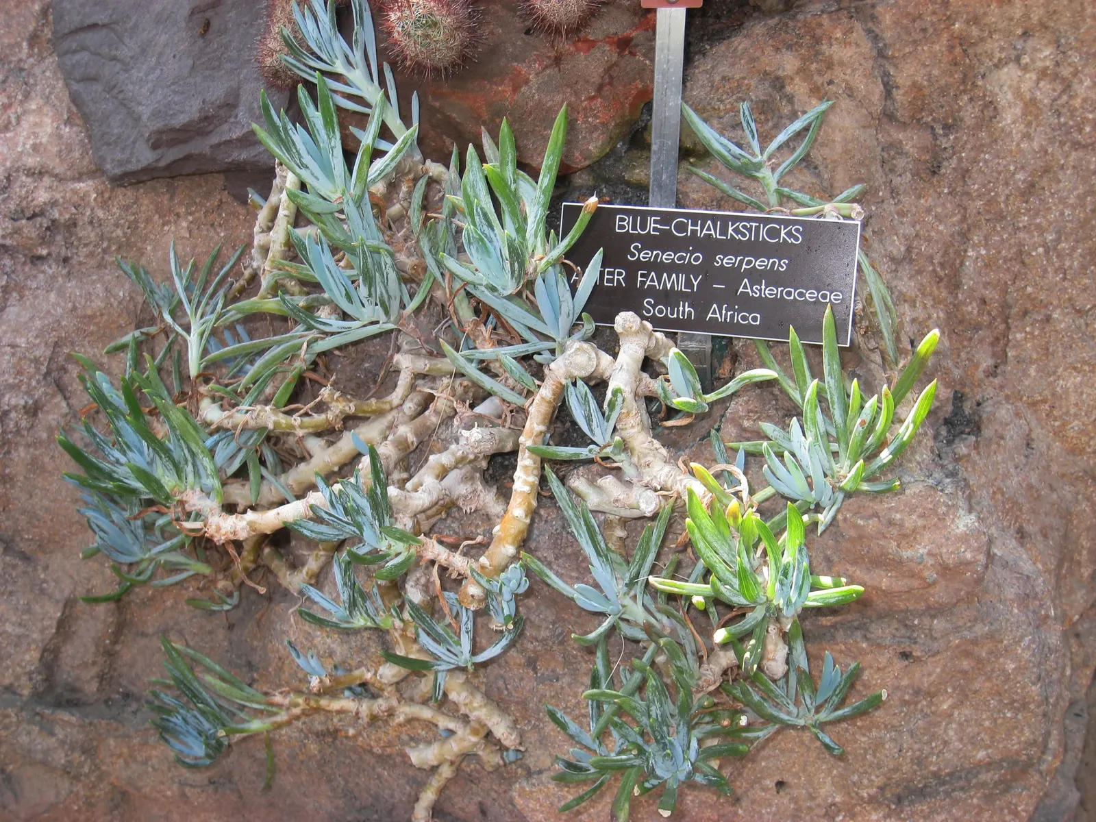 Dwarf Senecio (Senecio Serpens) — Its intriguing color and form pair well with other succulents and drought-tolerant plants