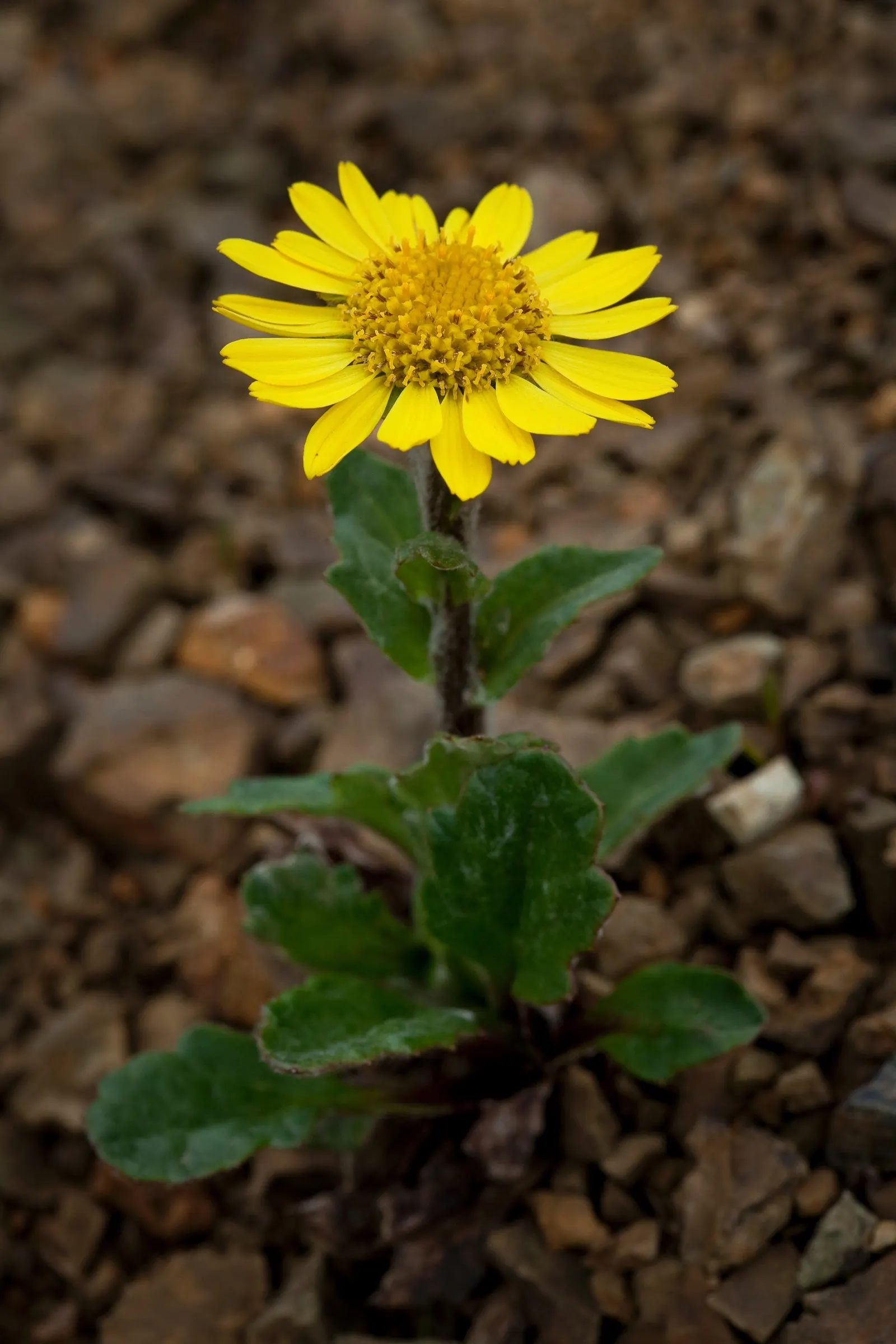 Dwarf Senecio (Senecio Serpens) — and given its succulent nature