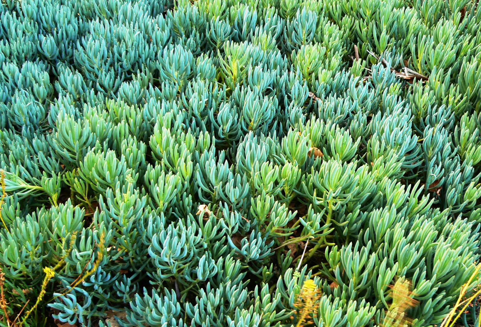 Dwarf Senecio (Senecio Serpens) — ground cover / succulent for full or half
